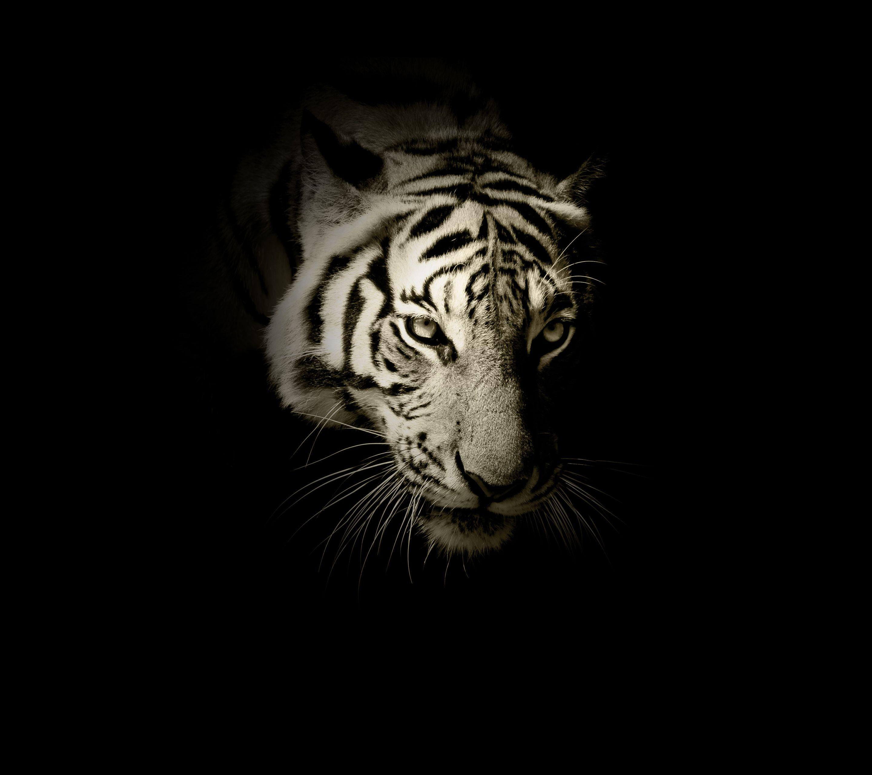Wallpaper #0b9d5 Anime Tiger Wallpapers Top Free Anime Tiger Backgrounds Wallpaperaccess
