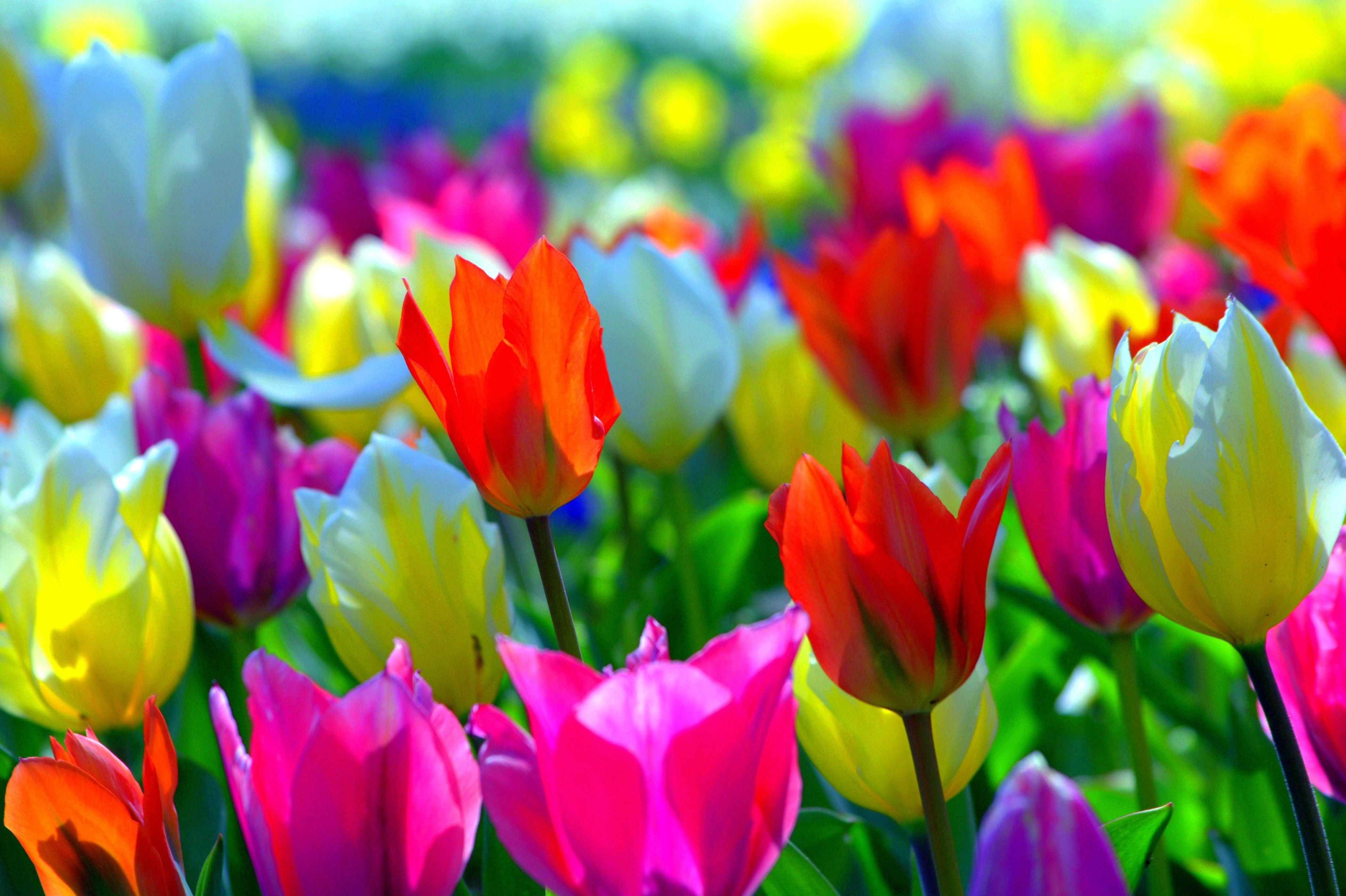 Wallpaper #xWec6JIBSpphPi3-3T2516 Colorful Spring Computer Wallpapers Top Free Colorful Spring Computer