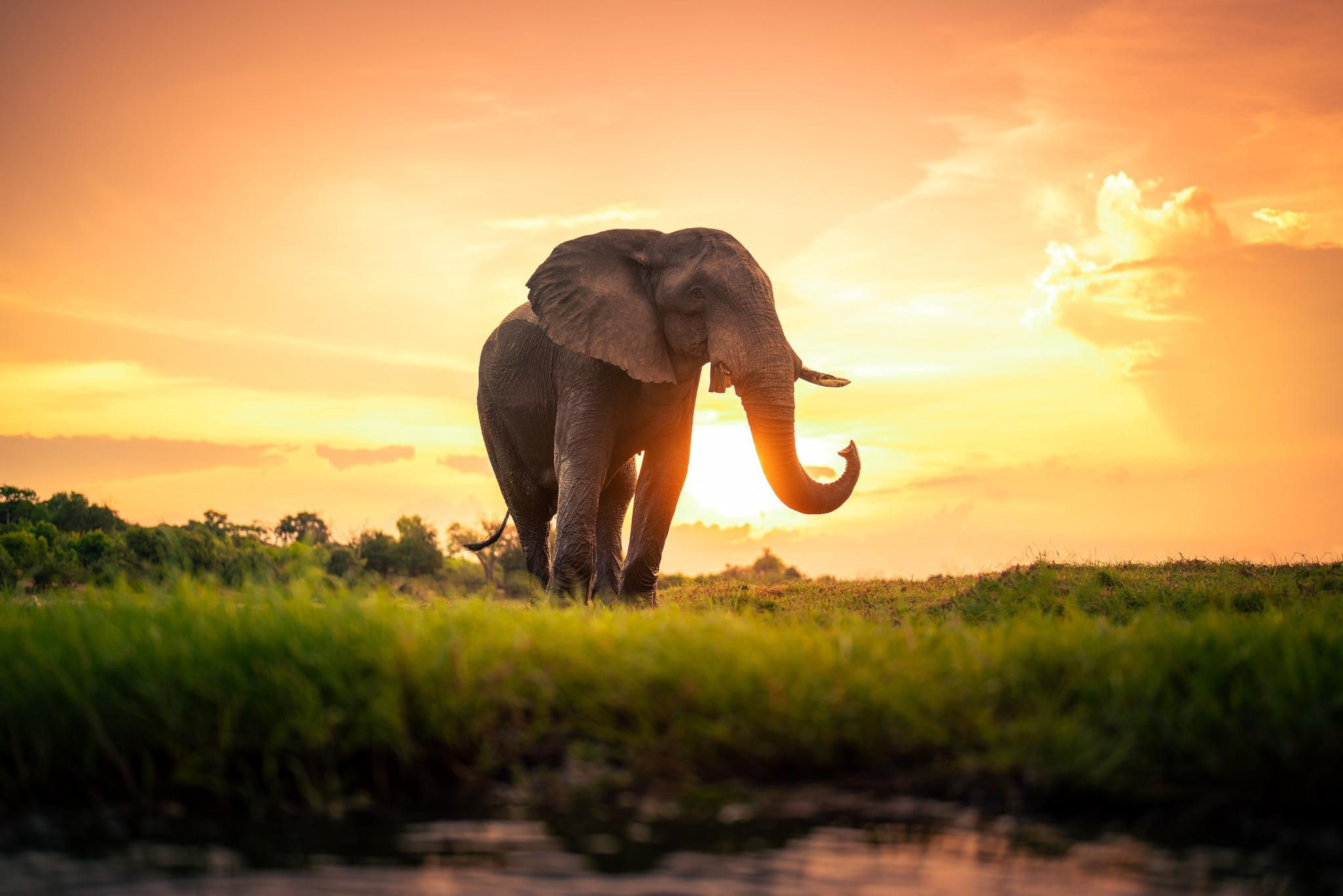 Wallpaper #sHfNJ5MB-pgBXx60h6cK151 Elephant Desktop Wallpapers Top Free Elephant Desktop Backgrounds