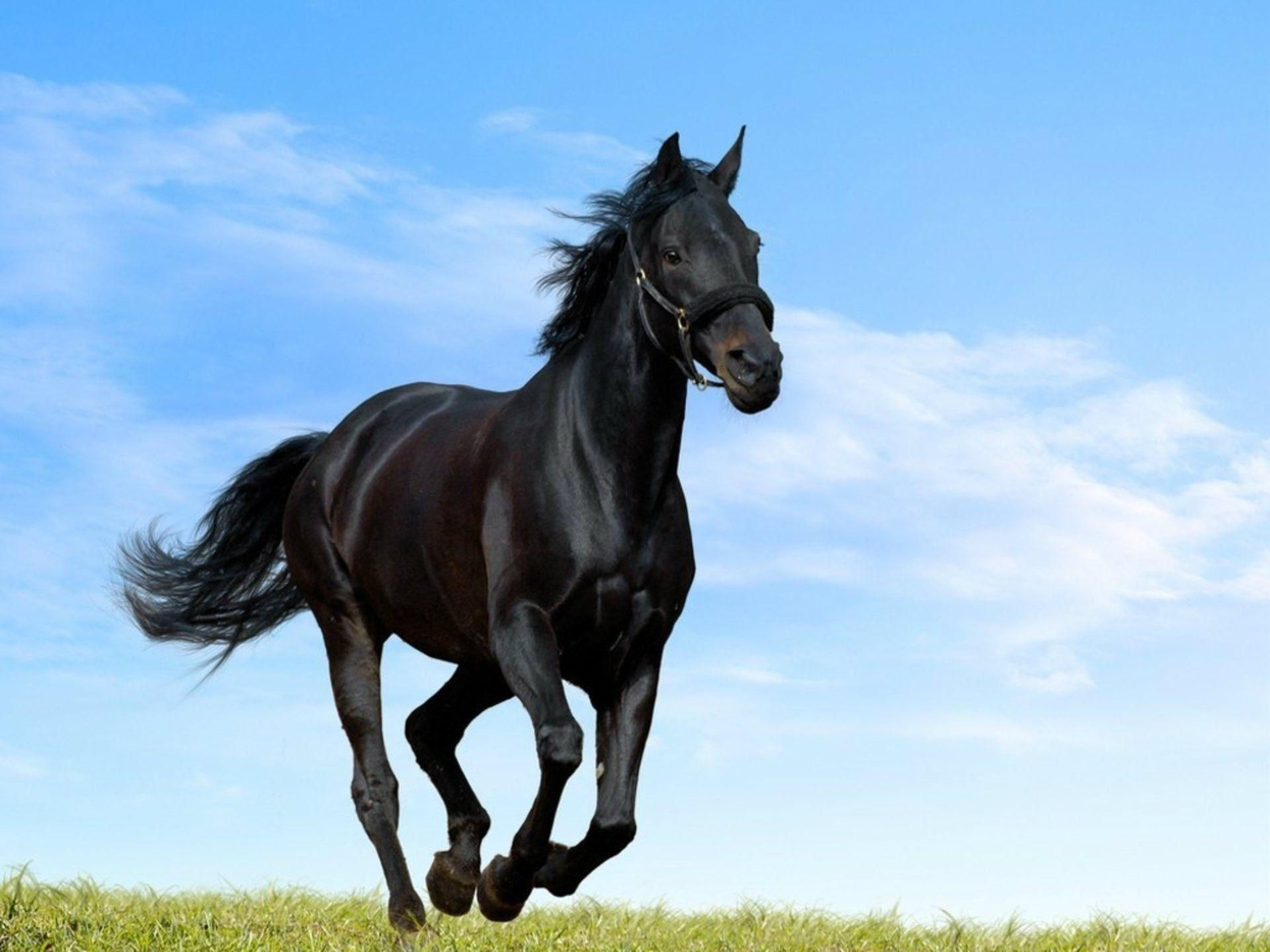 Wallpaper #Q31n8I4Bnwiau_P6UwYf11 Cool Horse Desktop Wallpapers Top Free Cool Horse Desktop Backgrounds