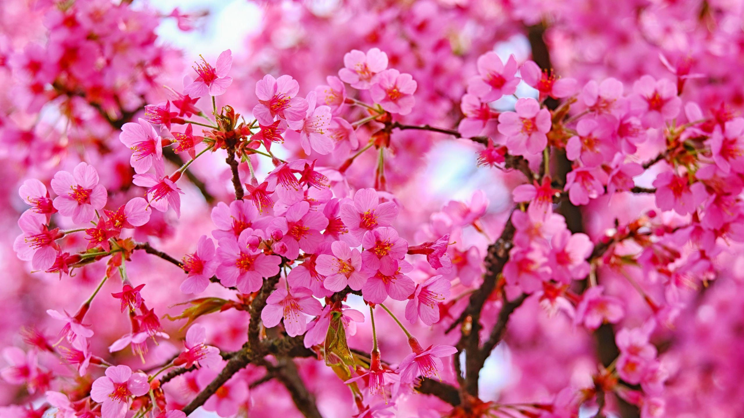 Wallpaper #z2hWIpMBSpphPi3-kjL-303 2560x1440 Cherry Blossom Wallpapers Top Free 2560x1440 Cherry Blossom