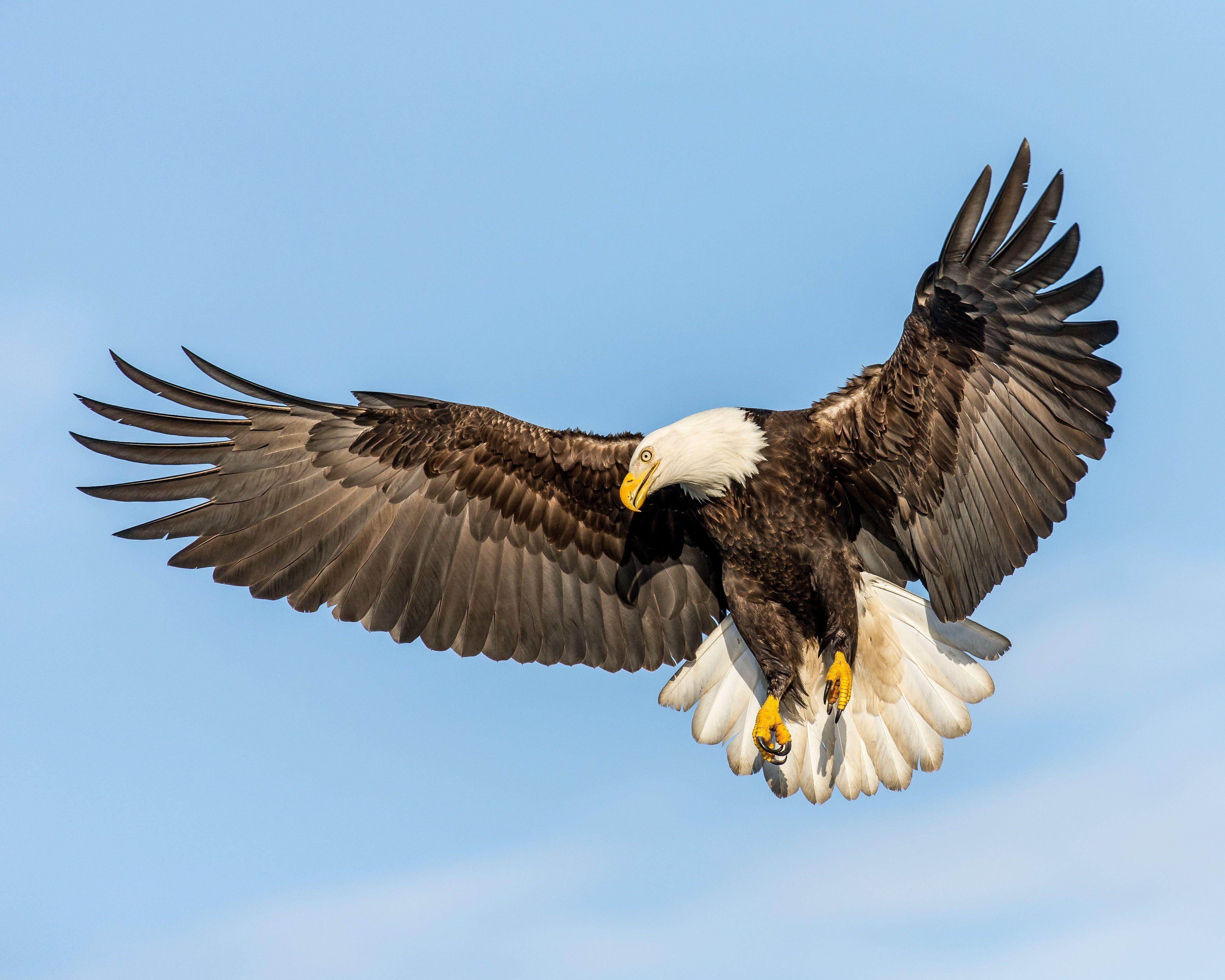 Wallpaper #6ef95 11209 Gier Eagle Images Stock Photos Vectors Shutterstock