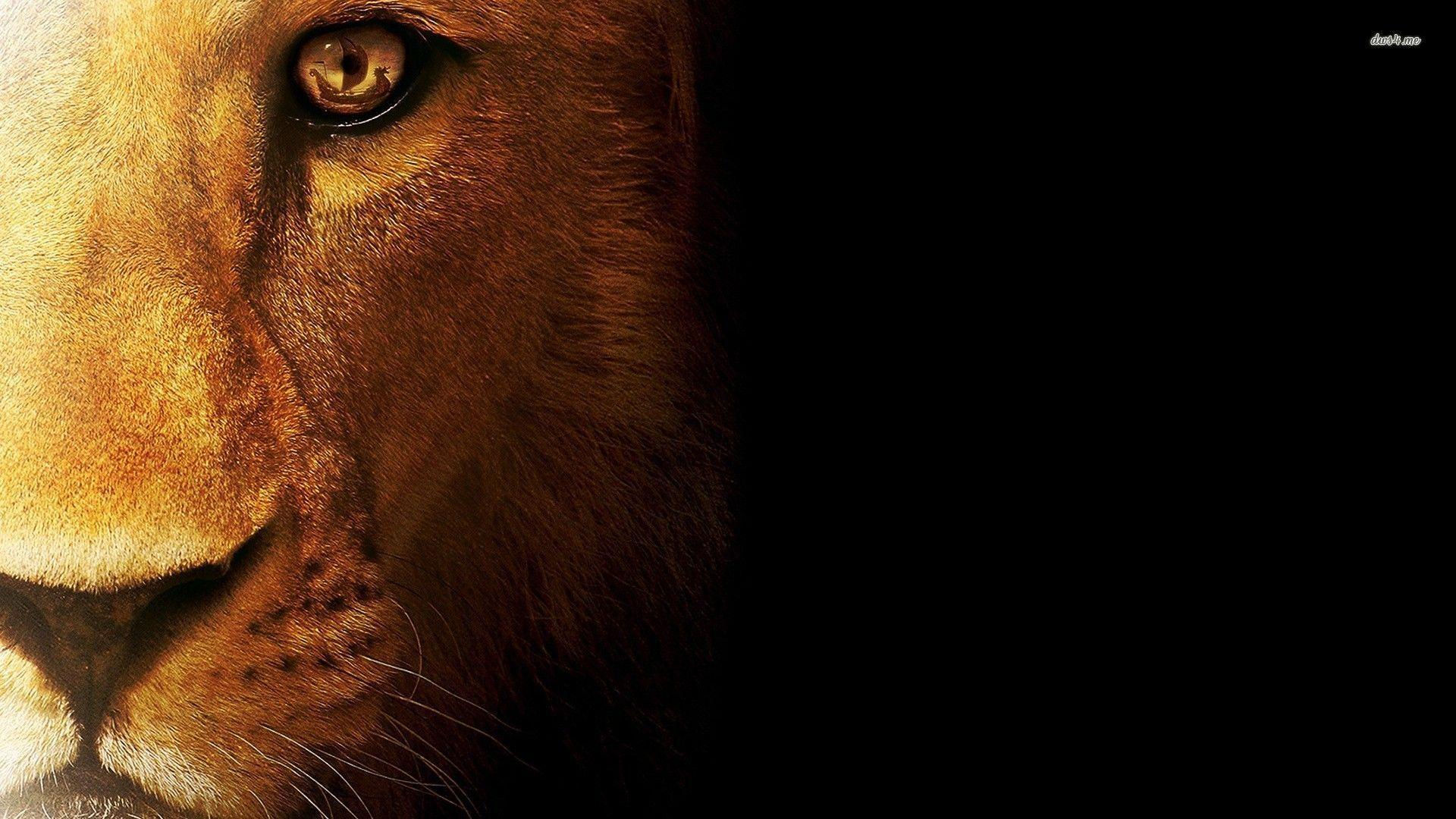 Wallpaper #Sz-jO5MBLiIJ4c9Oy4-H149 Mountain Lion Os Wallpapers Top Free Mountain Lion Os Backgrounds