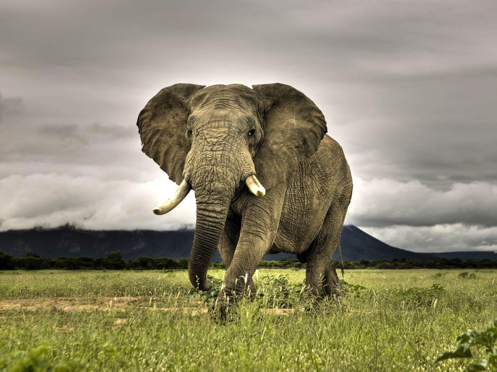 Wallpaper #sHfNJ5MB-pgBXx60h6cK68 Elephant Computer Wallpapers Top Free Elephant Computer Backgrounds
