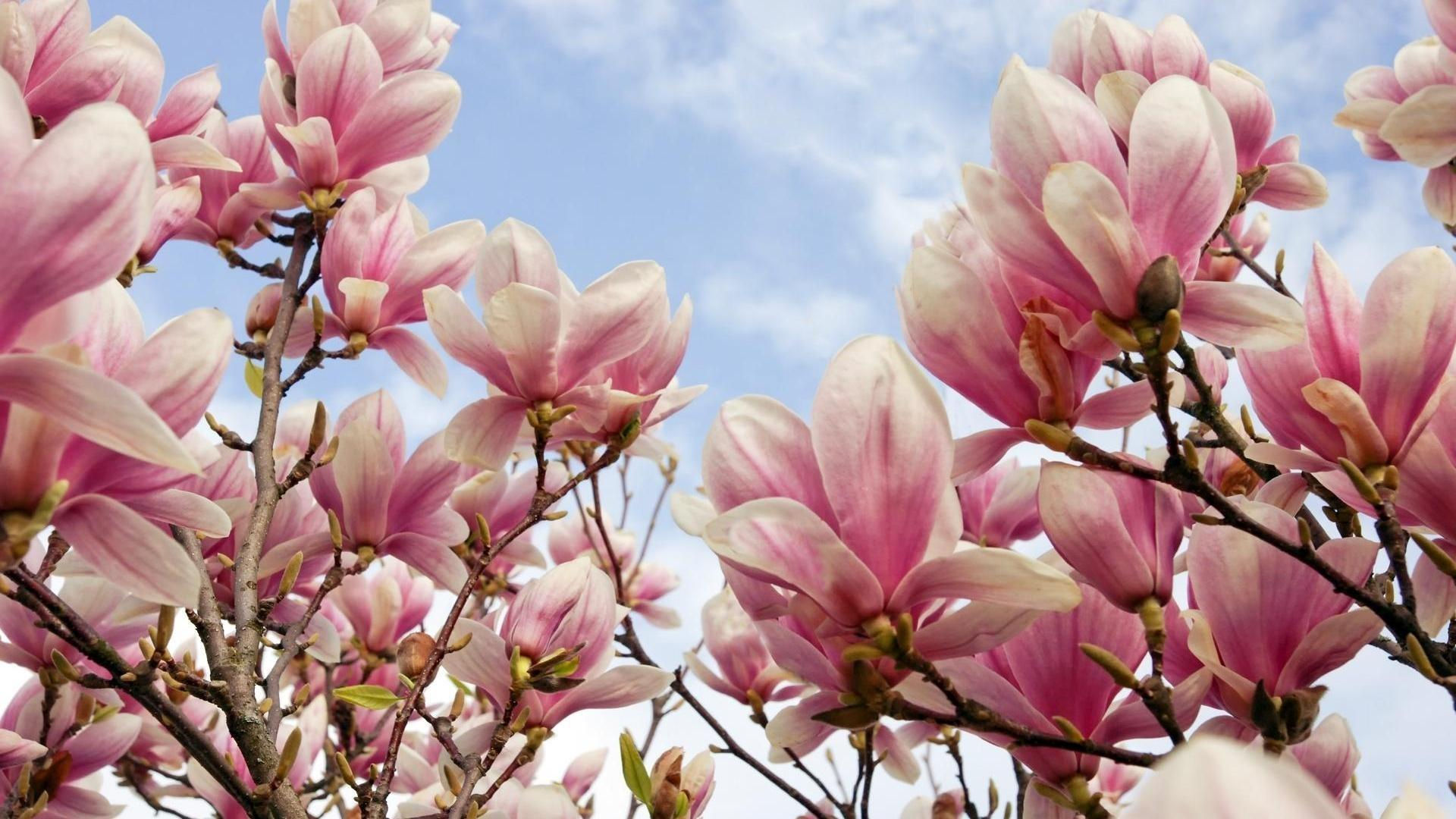 Wallpaper #35F56 Pink Magnolia Trees Crazy for Gardening