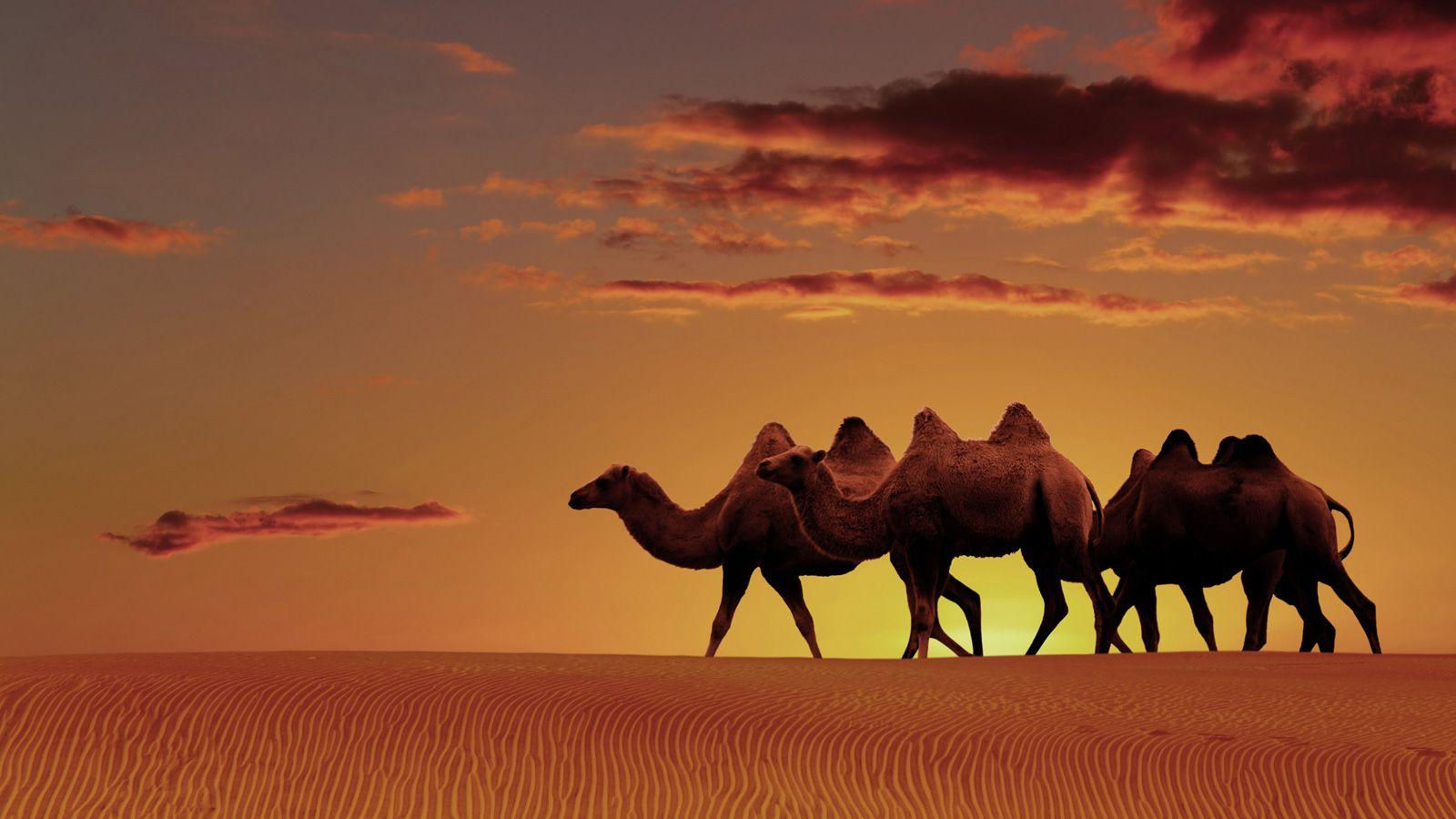 Wallpaper #-x2ULJMBlOZrFDOkz8qk312 Arabian Desktop Wallpapers Top Free Arabian Desktop Backgrounds