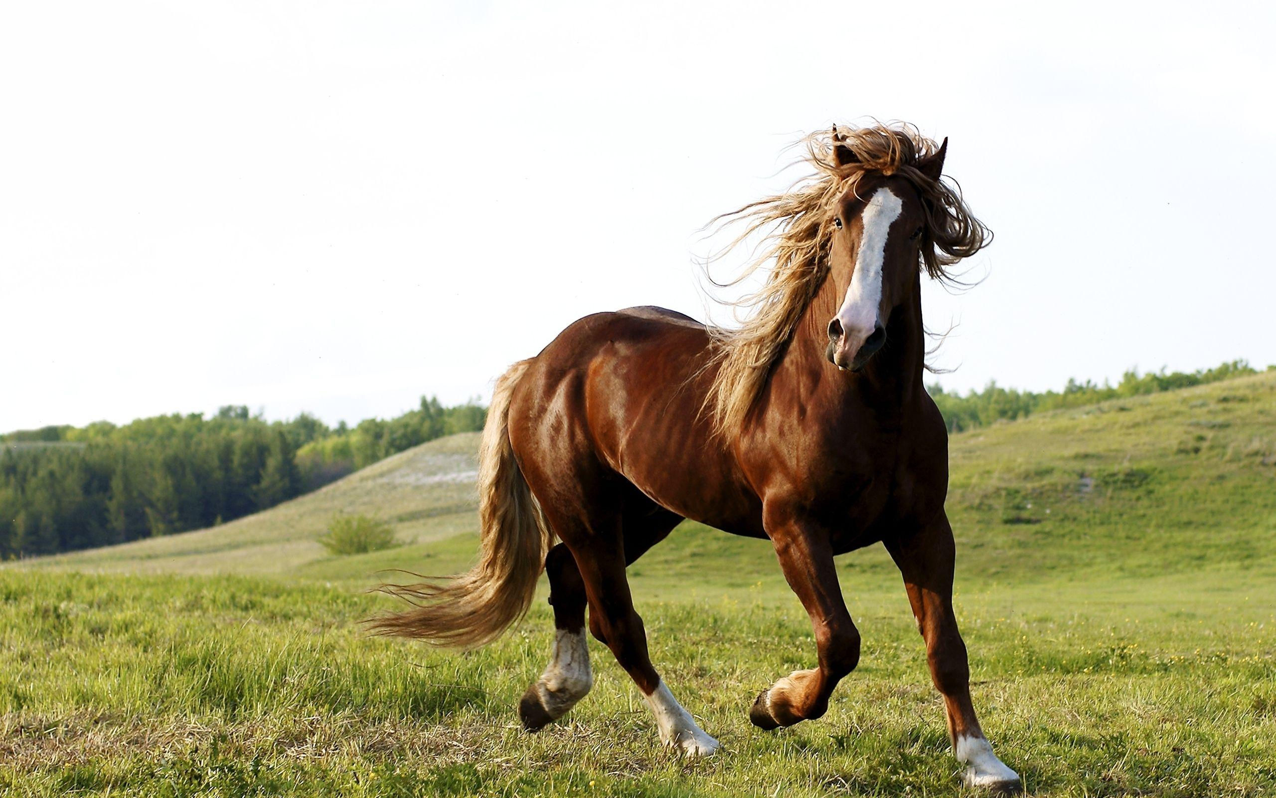 Wallpaper #DR2ZLJMBlOZrFDOkSMvb156 Western Horse Wallpapers Top Free Western Horse Backgrounds