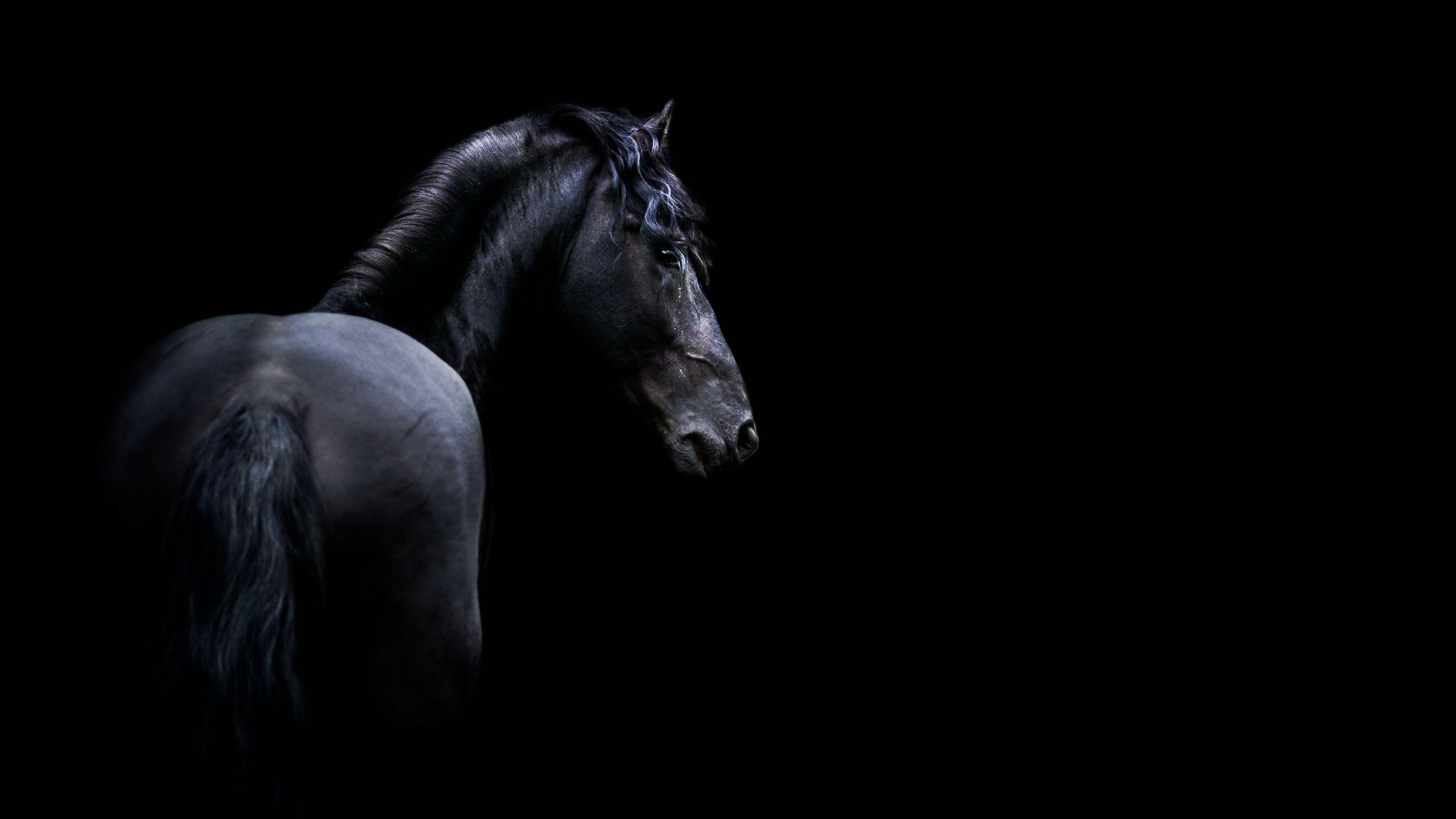 Wallpaper #L31i8I4Bnwiau_P6PAYN10 Black and White Horse Wallpapers Top Free Black and White Horse