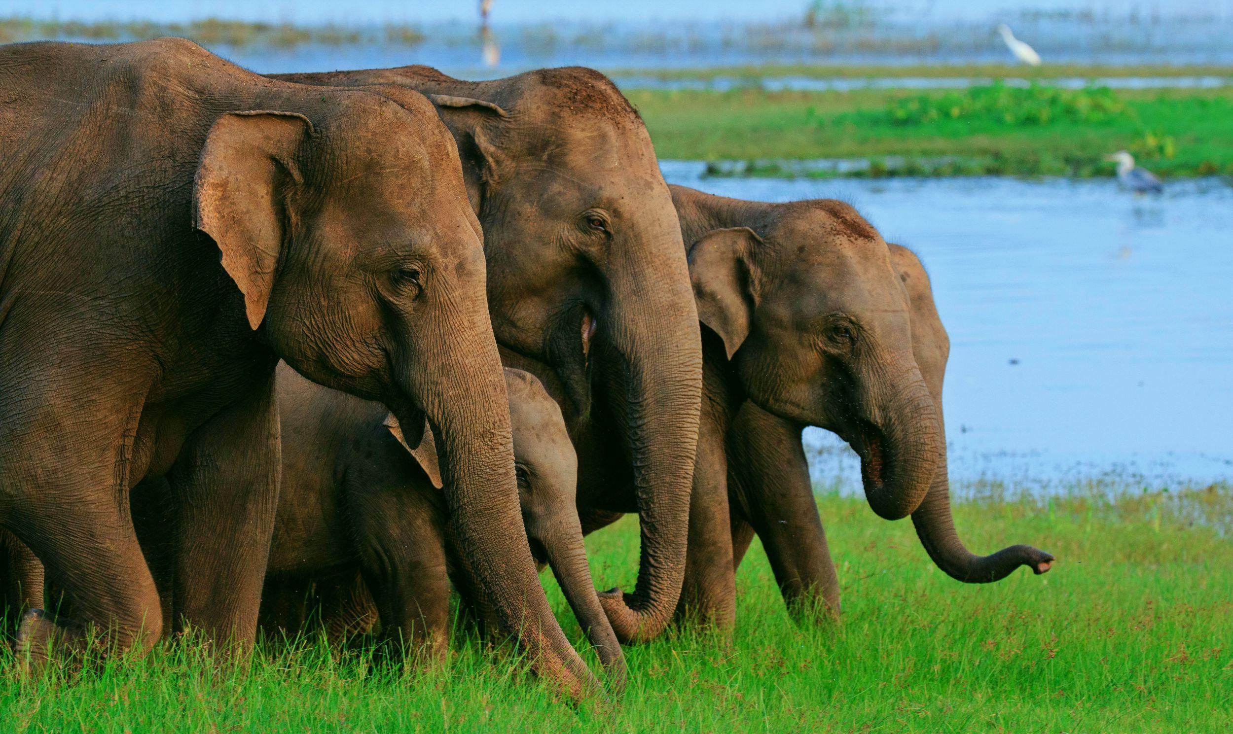 Wallpaper #sHfNJ5MB-pgBXx60h6cK198 Sri Lanka Elephant Wallpapers Top Free Sri Lanka Elephant Backgrounds