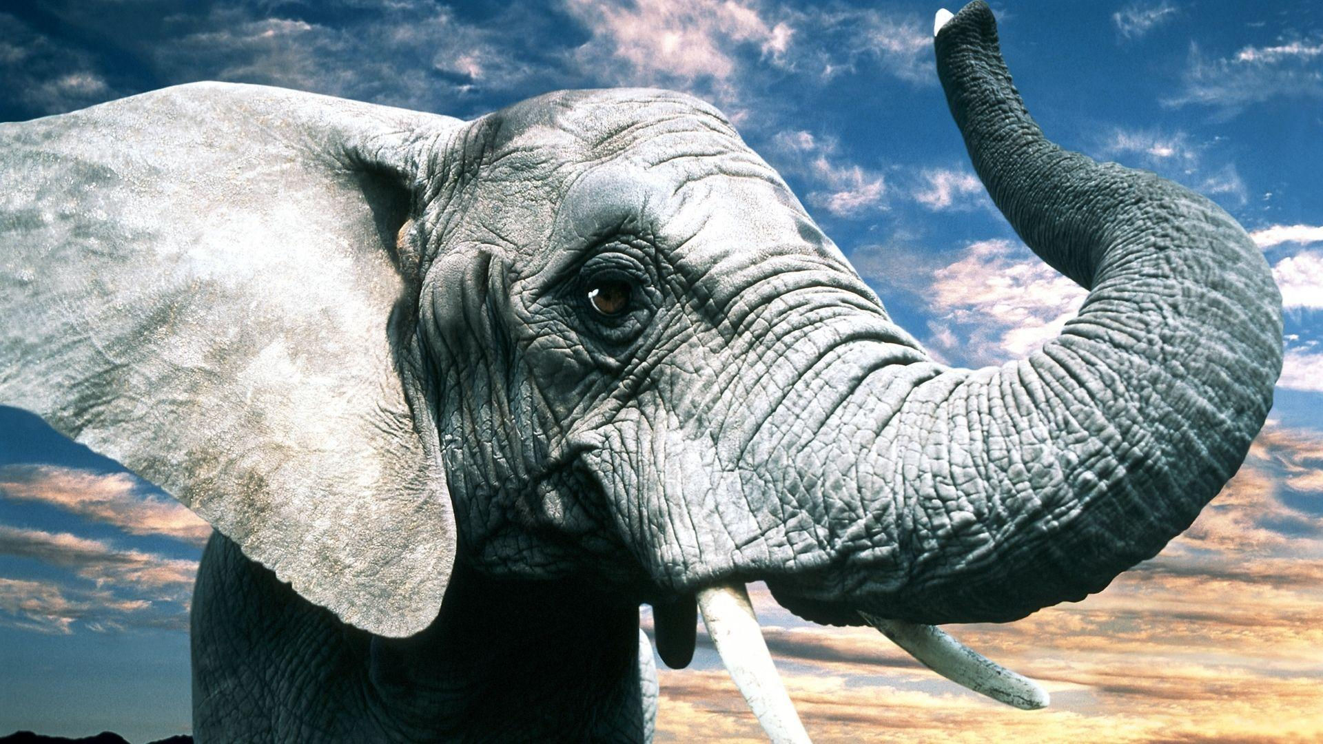 Wallpaper #sHfNJ5MB-pgBXx60h6cK50 Elephant HD Wallpapers Top Free Elephant HD Backgrounds Wallpaperaccess