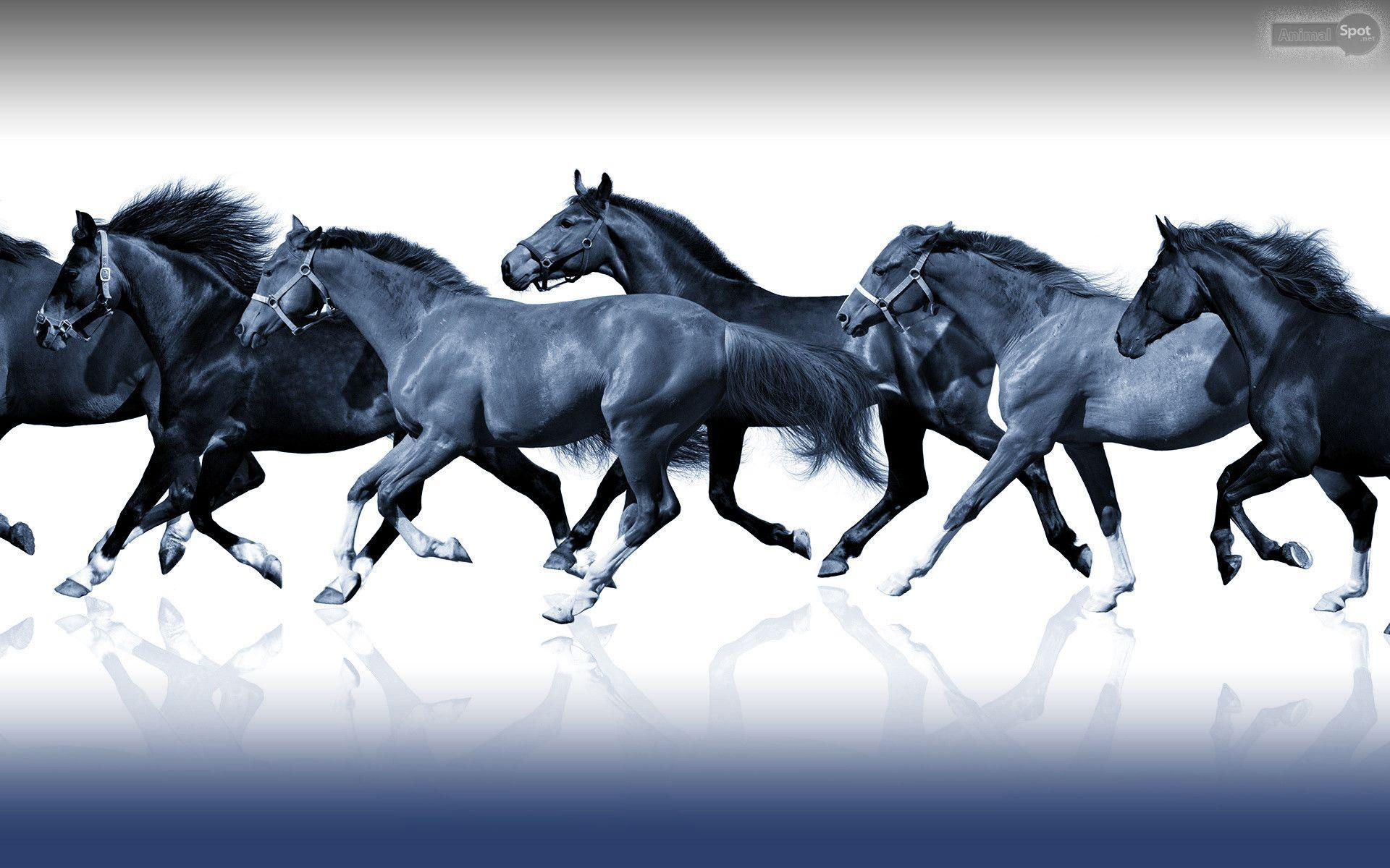 Wallpaper #th2FLJMBlOZrFDOkscqQ90 7 Horses Wallpapers Top Free 7 Horses Backgrounds Wallpaperaccess