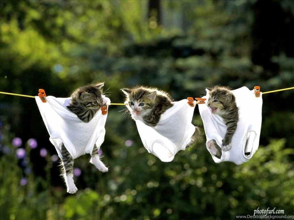Wallpaper #Z3cTKZMB-pgBXx60mKxk152 Cute Animal Computer Wallpapers Top Free Cute Animal Computer