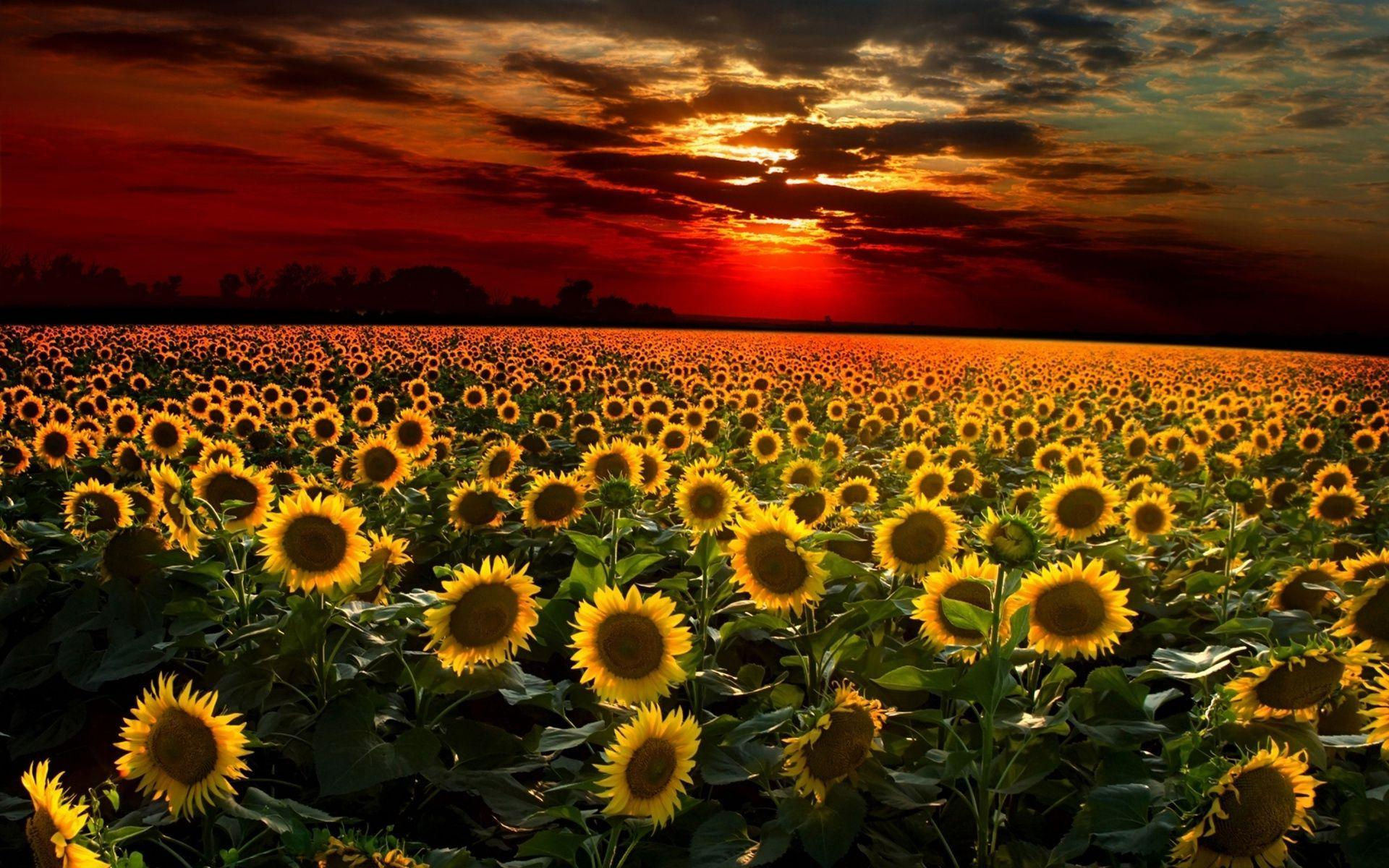 Wallpaper #vWhUIpMBSpphPi3-rzIE64 Sunflower Sunset HD Wallpapers Top Free Sunflower Sunset HD