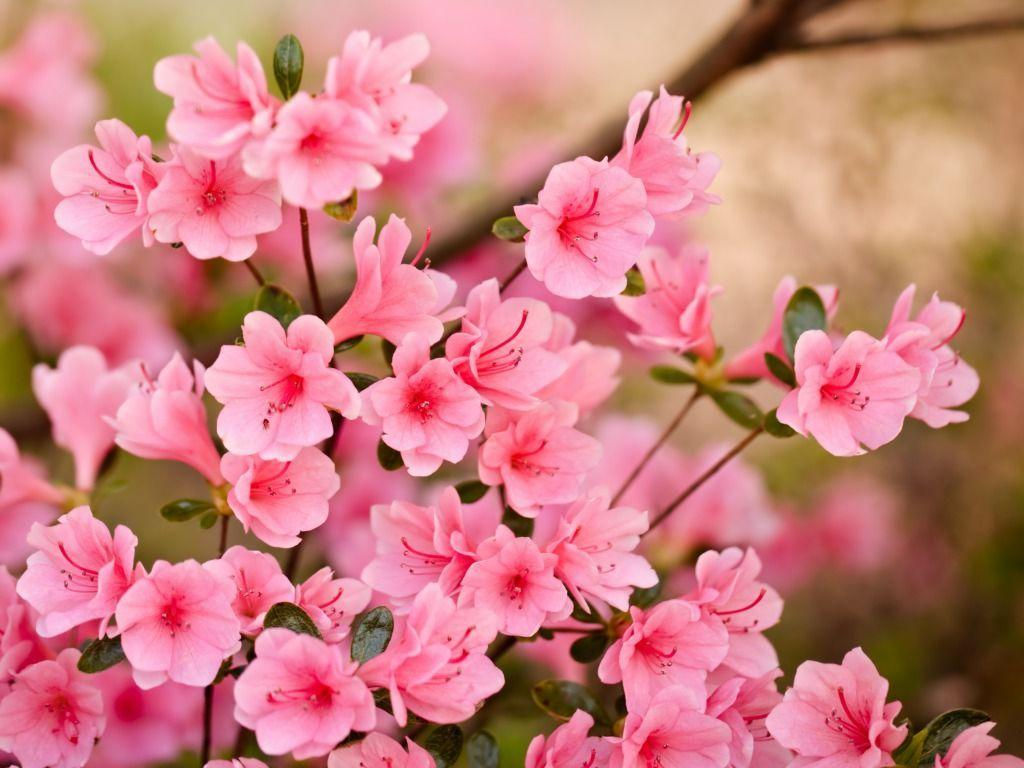 Wallpaper #4GhYIpMBSpphPi3-AzJN203 Pink Flowers HD Wallpapers Top Free Pink Flowers HD Backgrounds