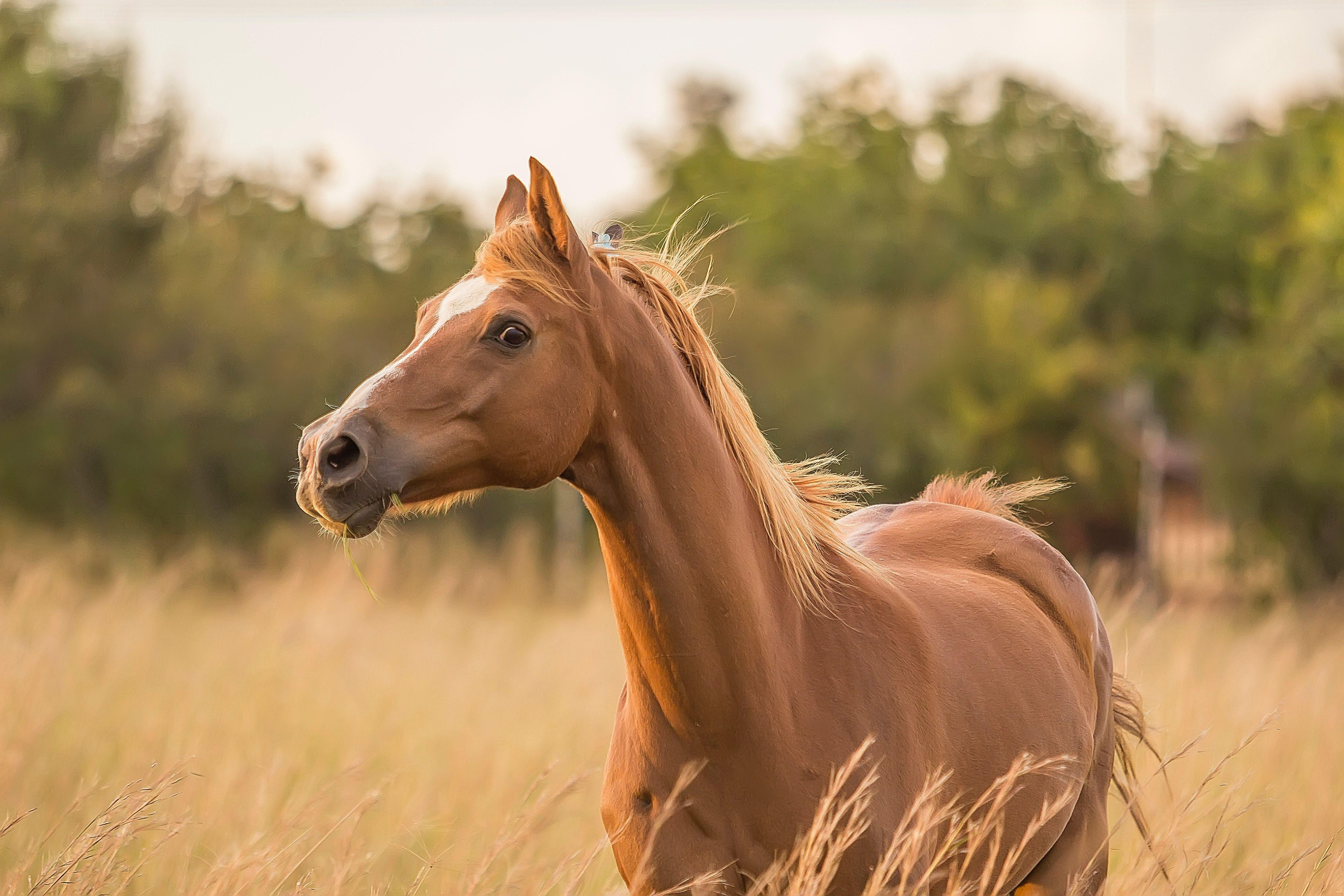 Wallpaper #Q31n8I4Bnwiau_P6UwYf0 Cool Horse Desktop Wallpapers Top Free Cool Horse Desktop Backgrounds