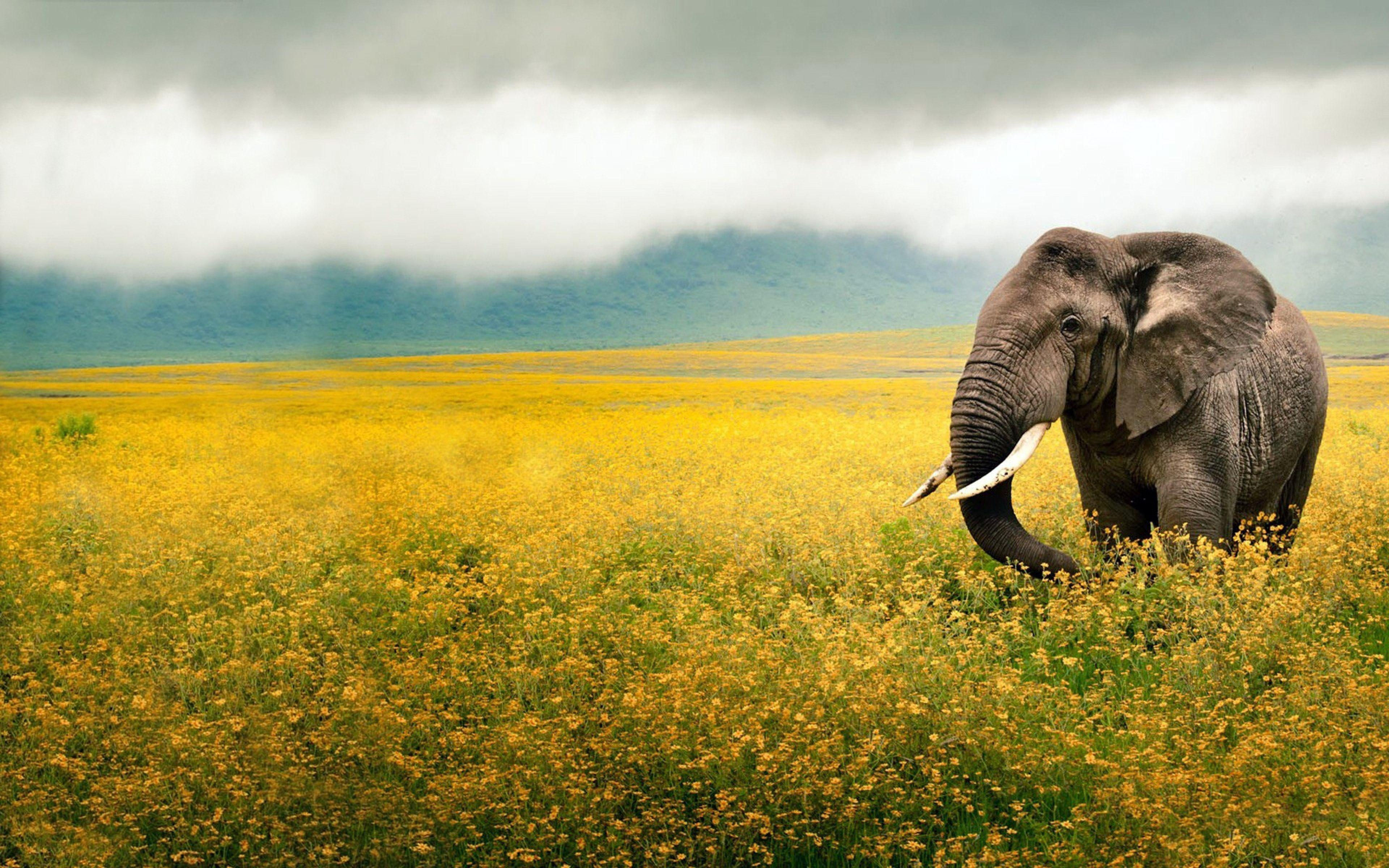 Wallpaper #sHfNJ5MB-pgBXx60h6cK13 Elephant 4K Wallpapers Top Free Elephant 4K Backgrounds Wallpaperaccess