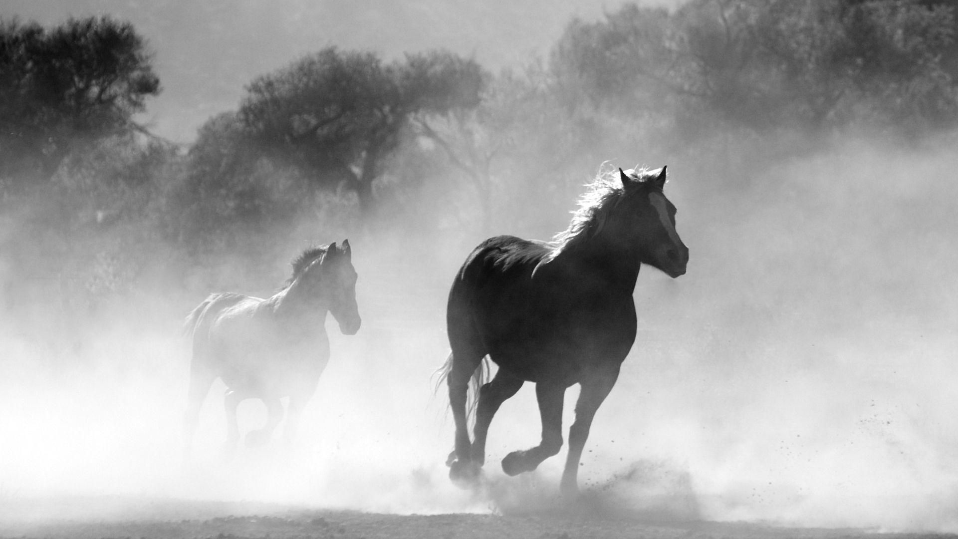 Wallpaper #L31i8I4Bnwiau_P6PAYN0 Black and White Horse Wallpapers Top Free Black and White Horse