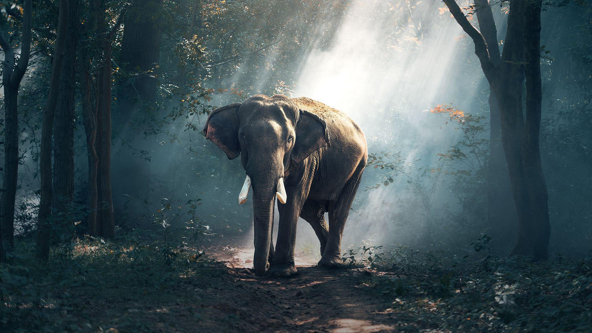 Wallpaper #sHfNJ5MB-pgBXx60h6cK92 Elephant Computer Wallpapers Top Free Elephant Computer Backgrounds
