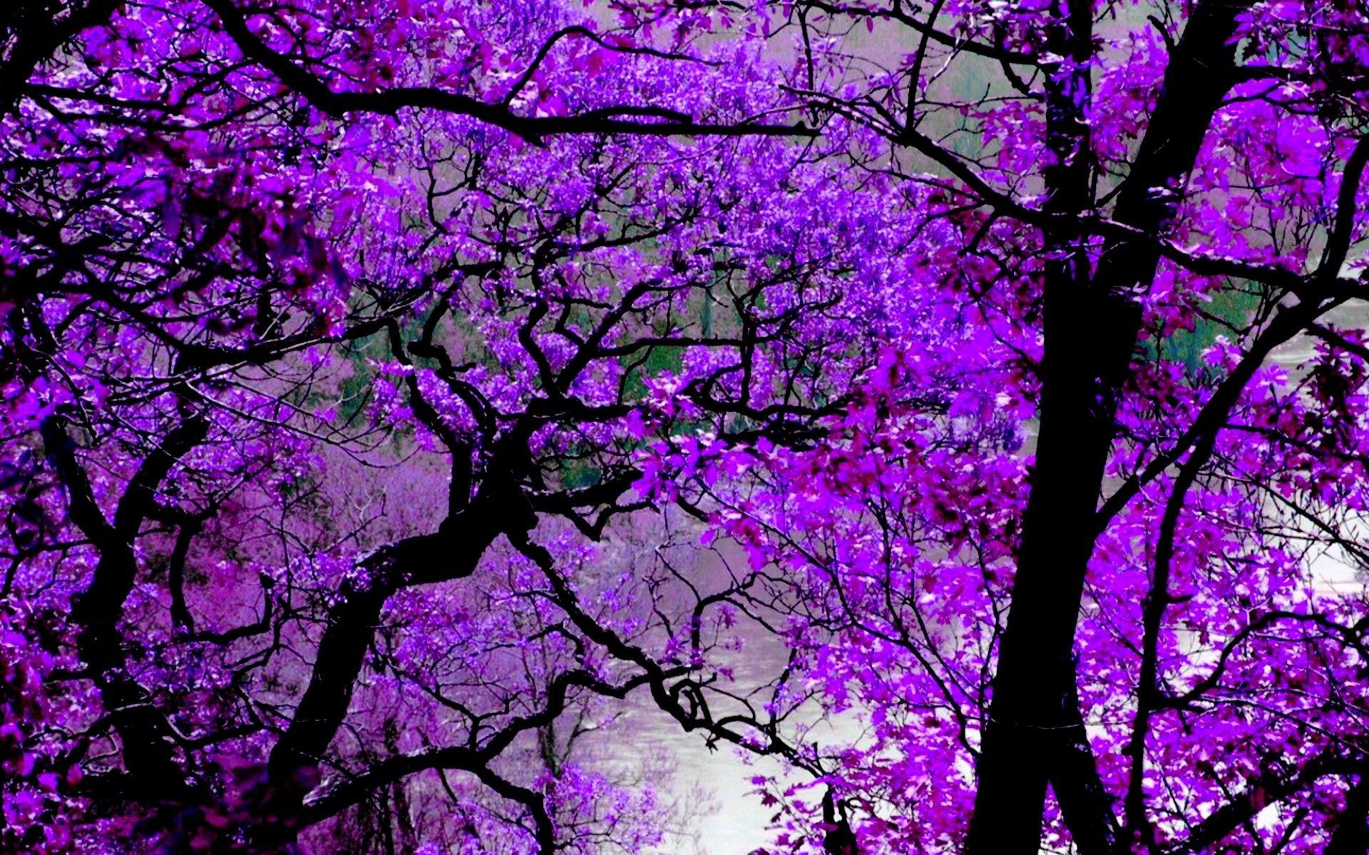 Wallpaper #8b44c Purple Trees in Grassland Wallpaper Nature Wallpaper