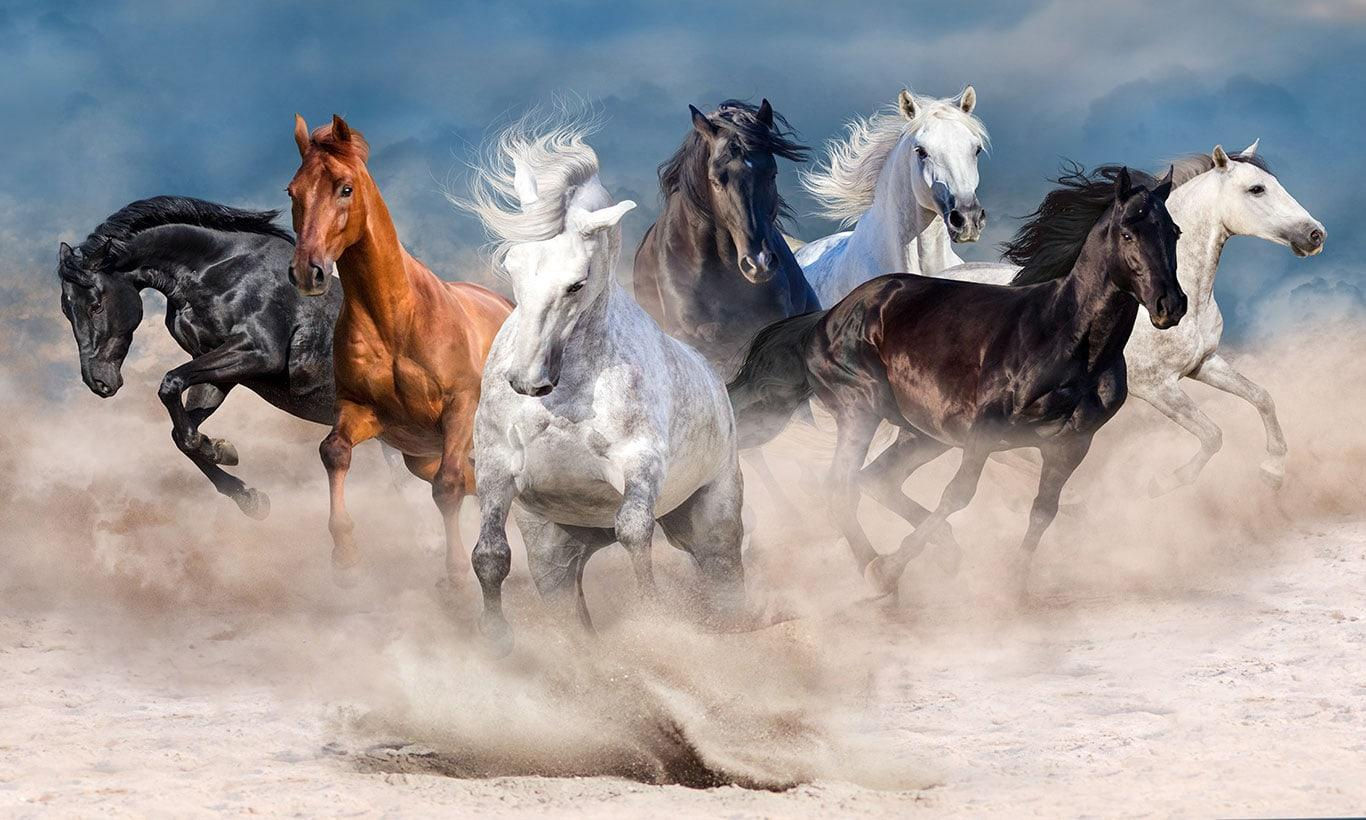 Wallpaper #th2FLJMBlOZrFDOkscqQ104 Galloping Horse Wallpapers Top Free Galloping Horse Backgrounds