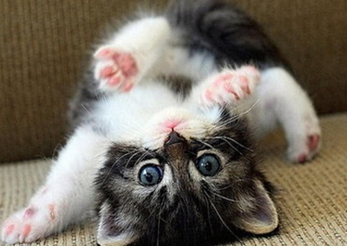Wallpaper #Z3cTKZMB-pgBXx60mKxk125 Cute Animal Computer Wallpapers Top Free Cute Animal Computer