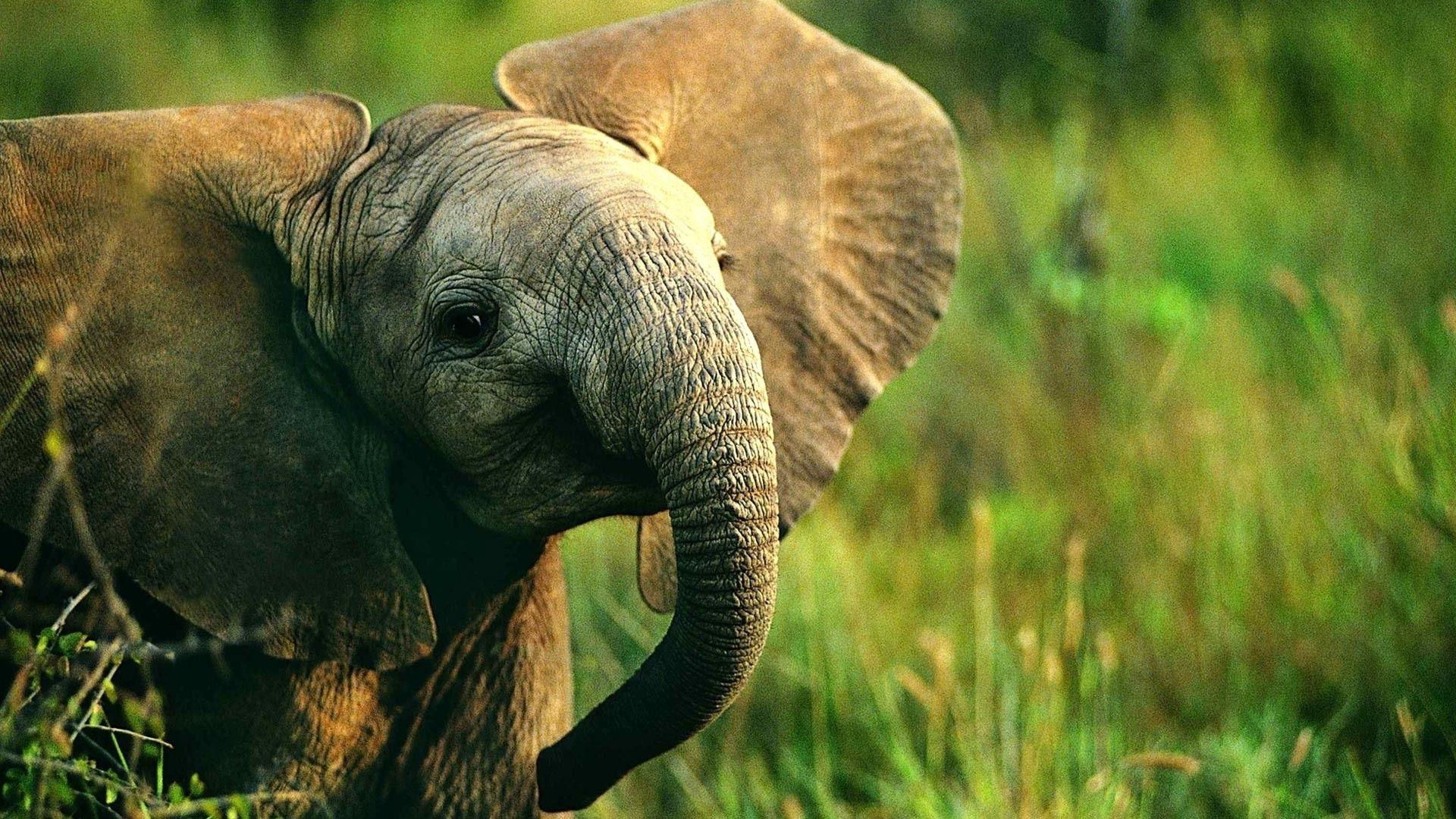 Wallpaper #sHfNJ5MB-pgBXx60h6cK196 Elephant Laptop Wallpapers Top Free Elephant Laptop Backgrounds