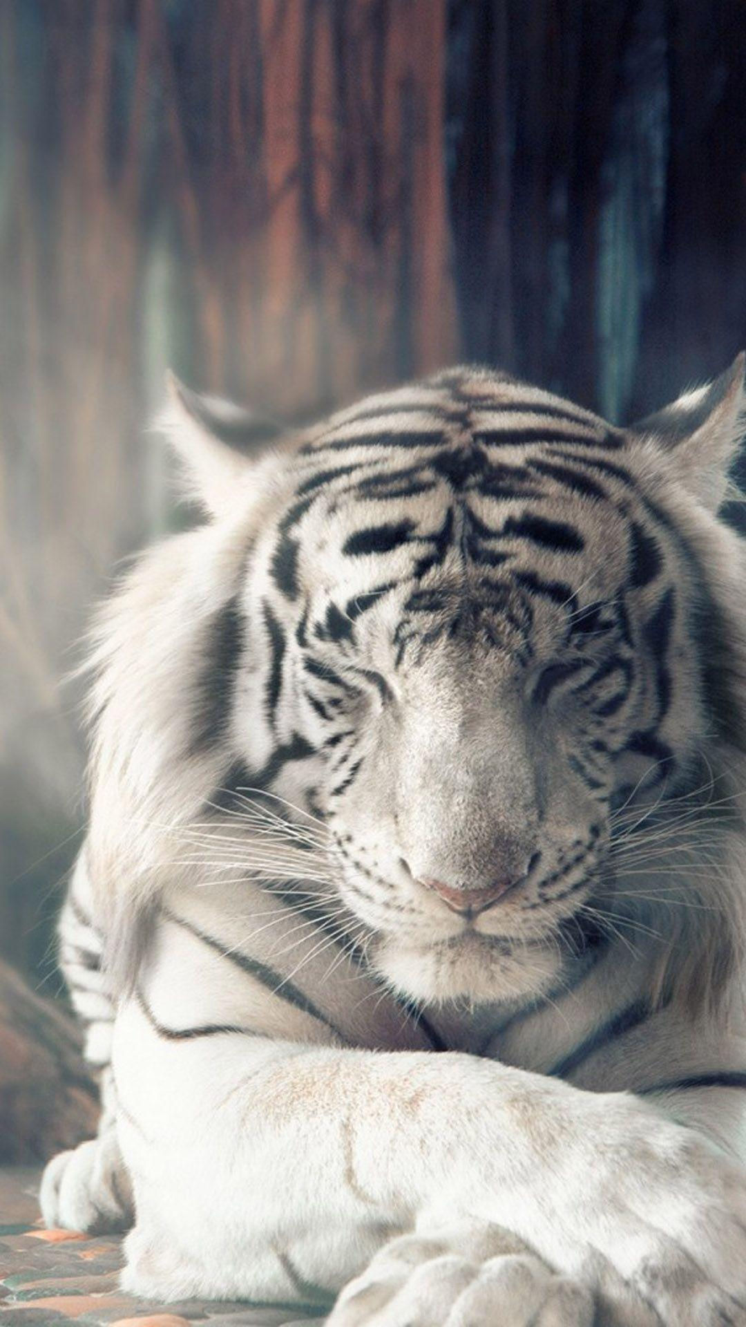 Wallpaper #l31Q8o4Bnwiau_P65wsR49 White Tiger iPhone Wallpapers Top Free White Tiger iPhone Backgrounds