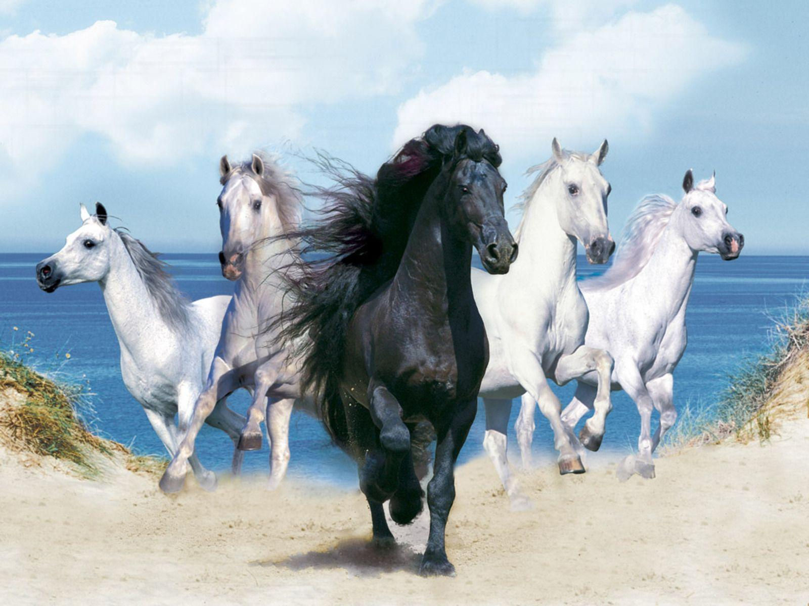 Wallpaper #DR2ZLJMBlOZrFDOkSMvb59 Western Horse Desktop Wallpapers Top Free Western Horse Desktop