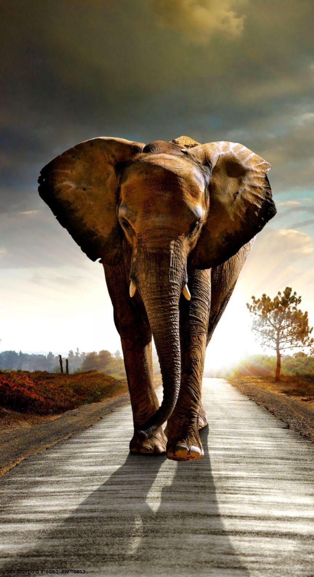 Wallpaper #sHfNJ5MB-pgBXx60h6cK177 Elephant iPhone Wallpapers Top Free Elephant iPhone Backgrounds