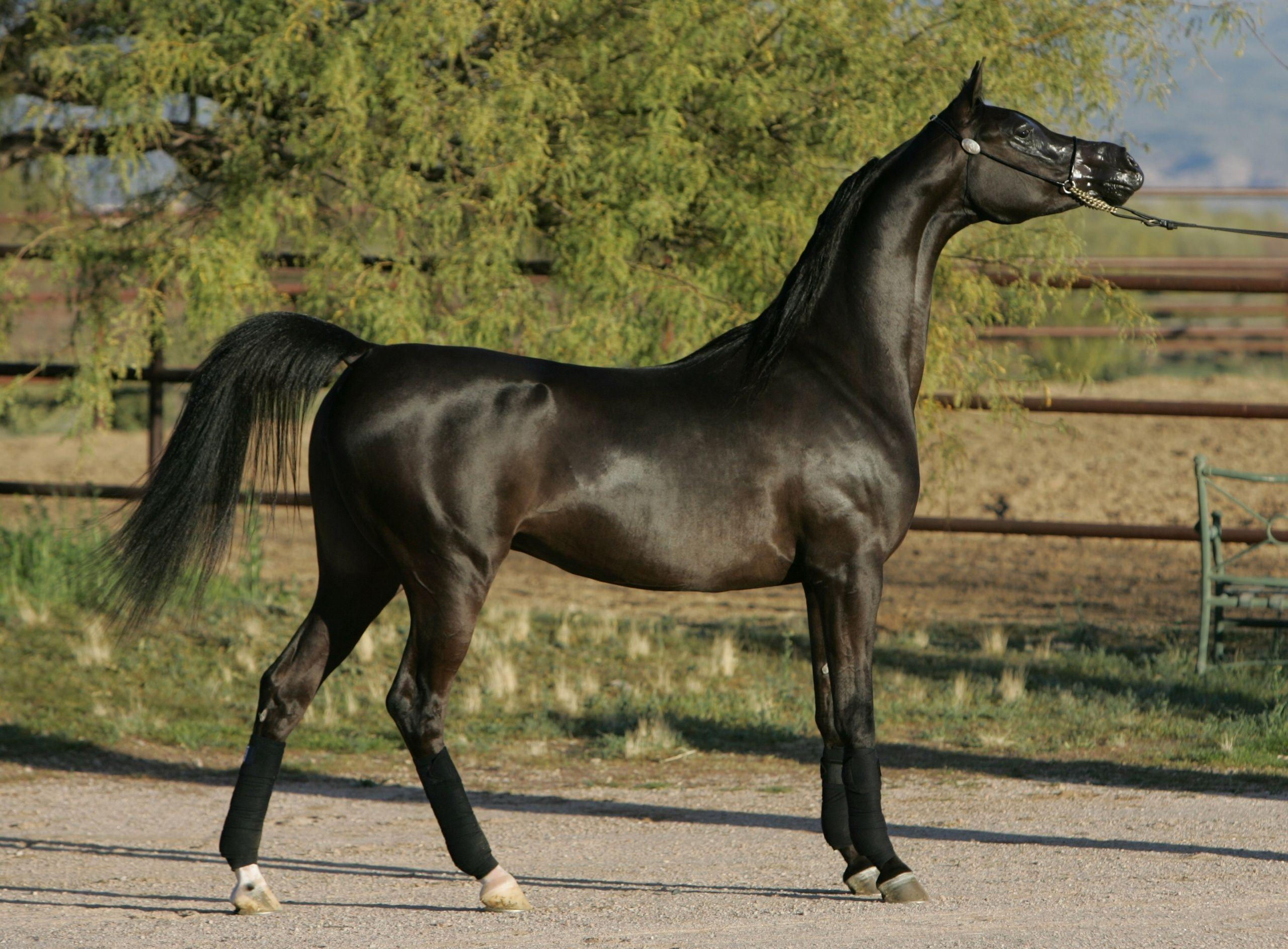 Wallpaper #-x2ULJMBlOZrFDOkz8qk56 Arabian Horse Wallpapers Top Free Arabian Horse Backgrounds