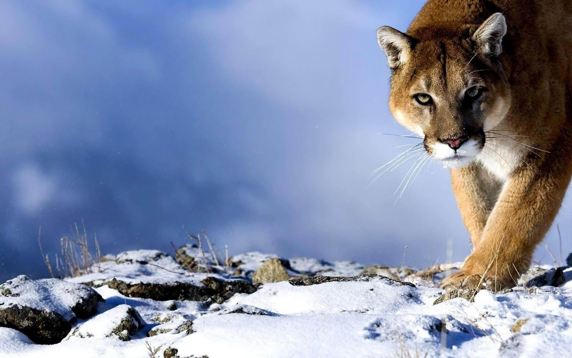 Wallpaper #Sz-jO5MBLiIJ4c9Oy4-H44 Mountain Lion Os Wallpapers Top Free Mountain Lion Os Backgrounds