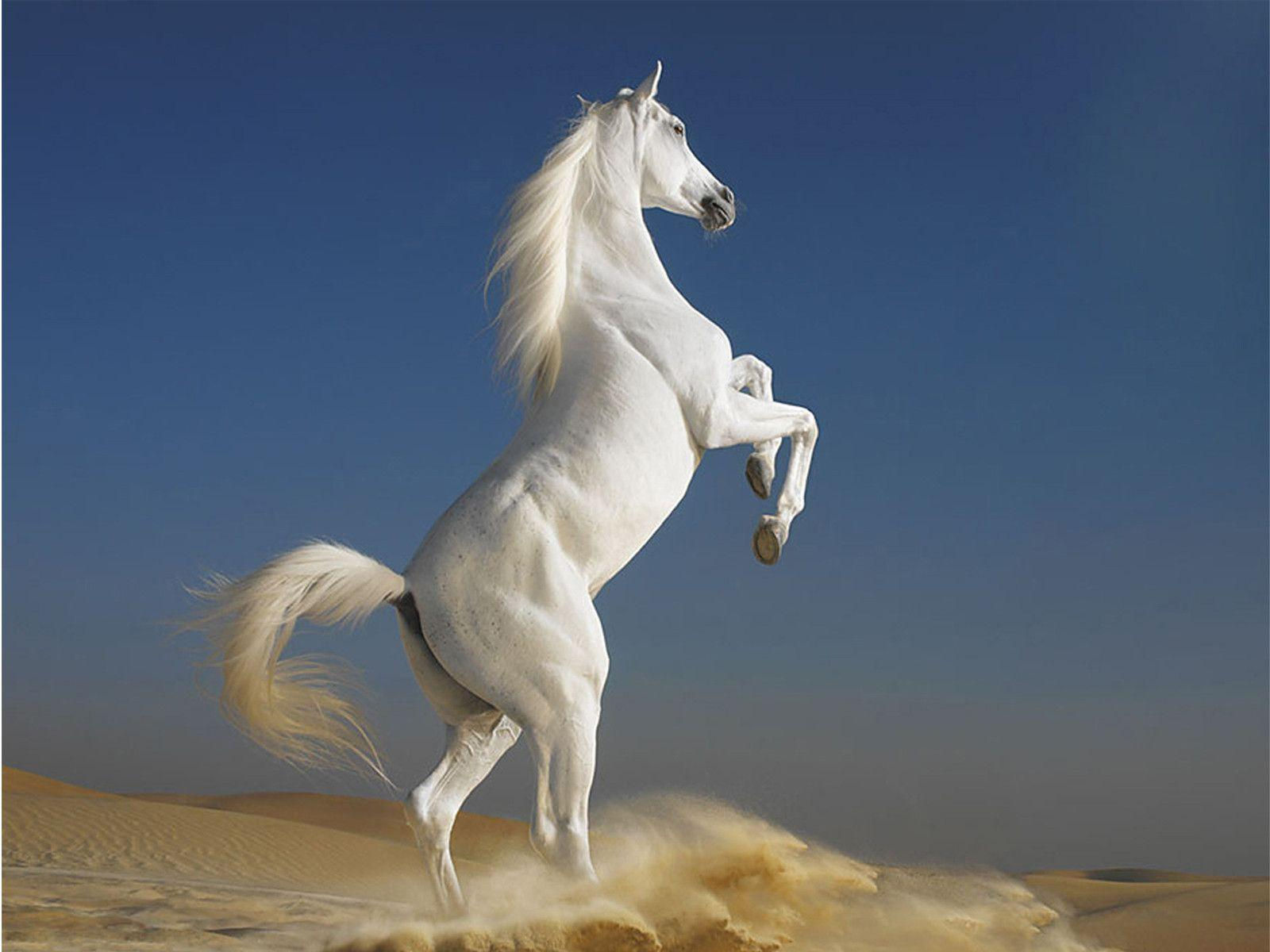 Wallpaper #9h2ULJMBlOZrFDOkbsoH78 Free Desktop Wallpapers Horses Wallpaper Cave