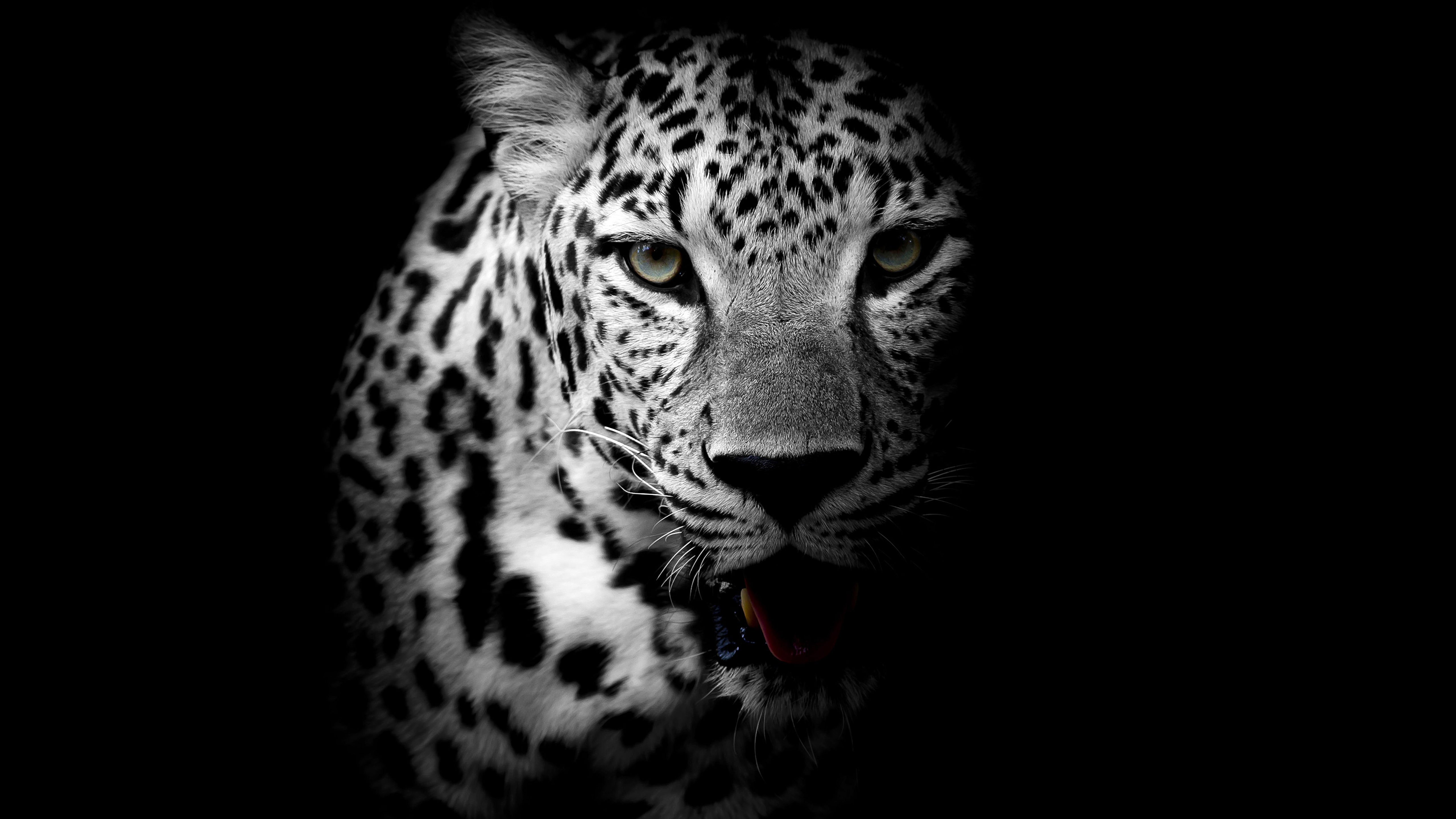 Wallpaper #mH1R8o4Bnwiau_P6FAuo12 Leopard Animal Ultra HD Wallpapers Wallpaper Cave