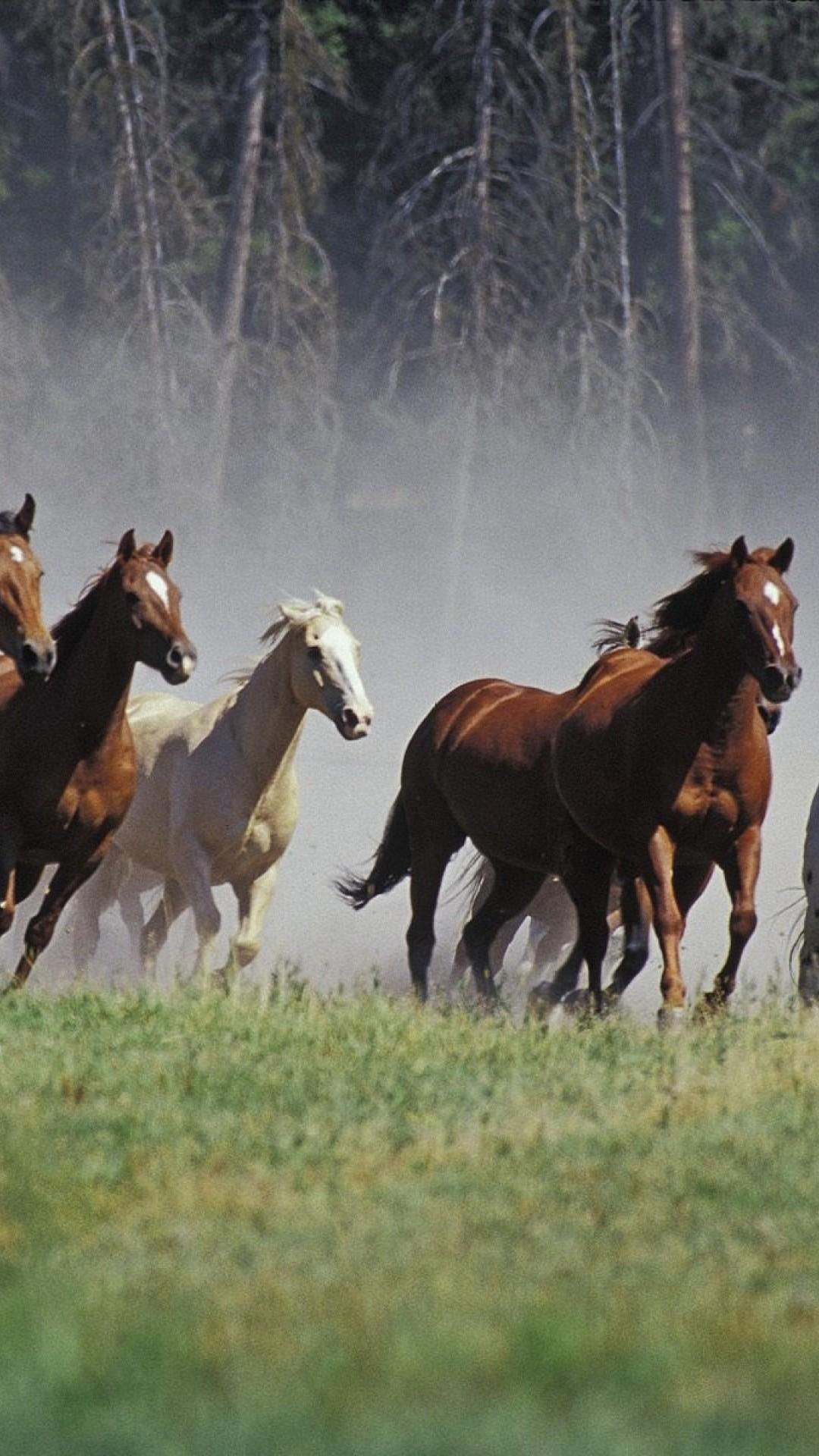 Wallpaper #th2FLJMBlOZrFDOkscqQ171 Seven Horse Mobile Wallpapers Wallpaper Cave