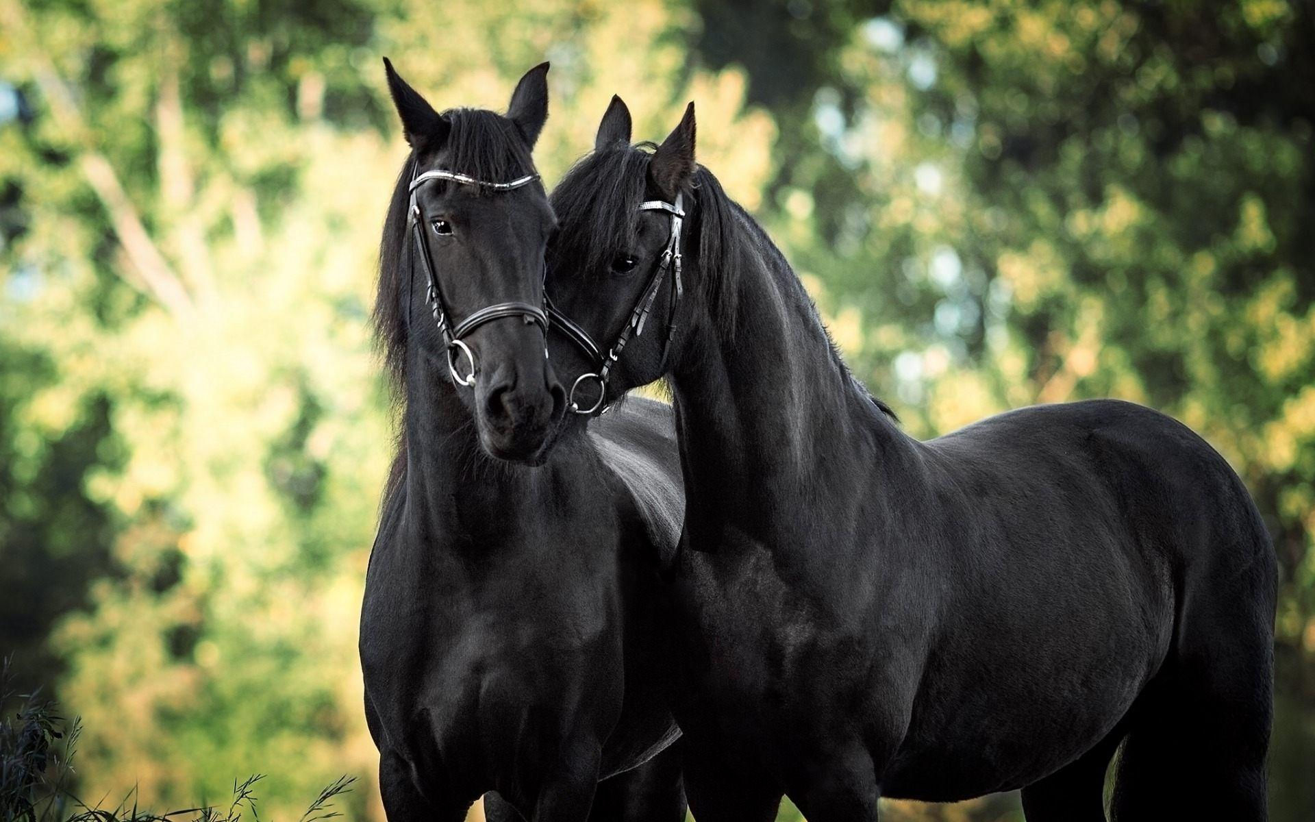 Wallpaper #bWfaEpMBSpphPi3-4_0h20 Black Horse Wallpapers Wallpaper Cave