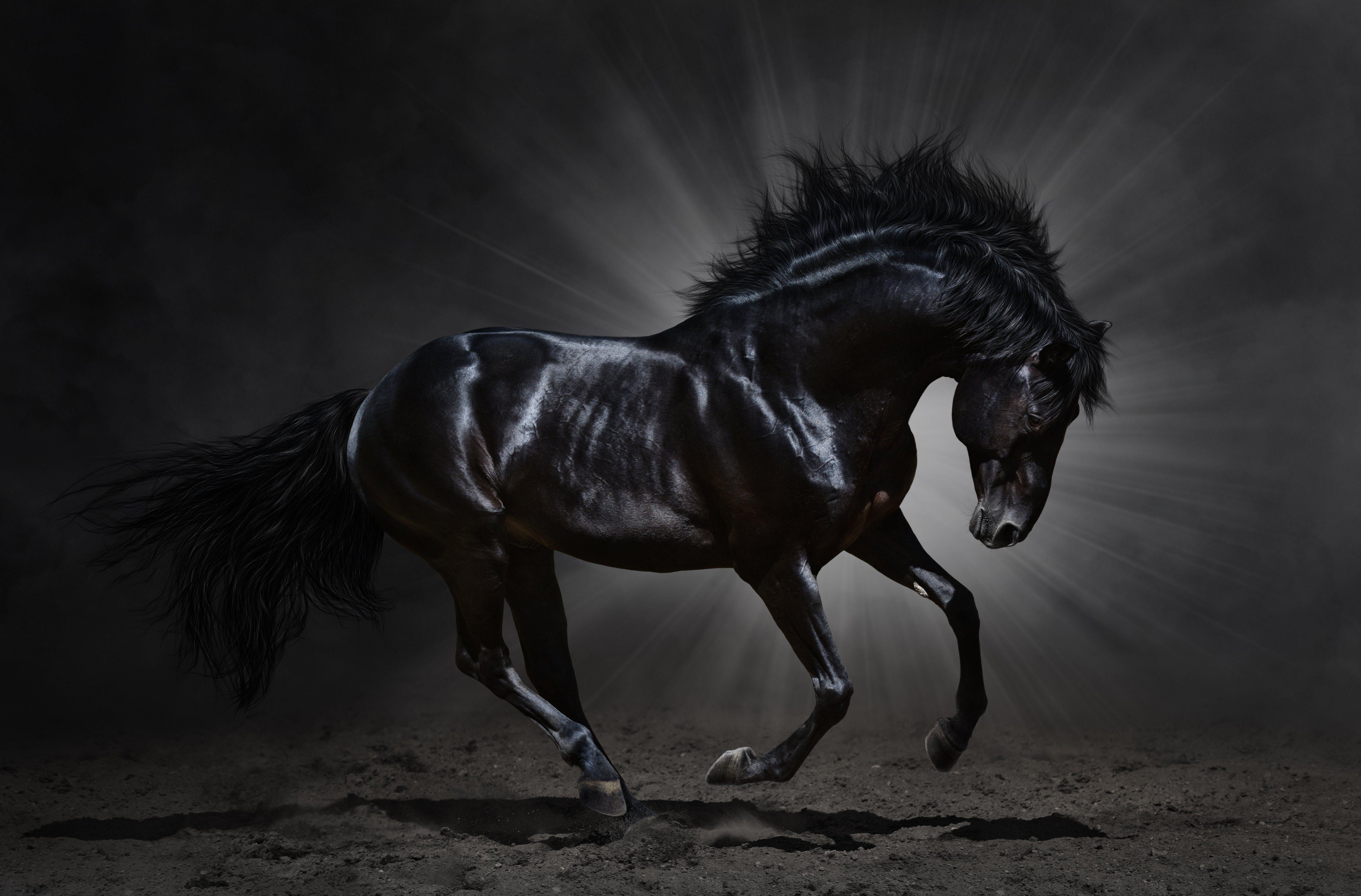 Wallpaper #LH1h8I4Bnwiau_P6ewav2 Black Horse Wallpapers Wallpaper Cave
