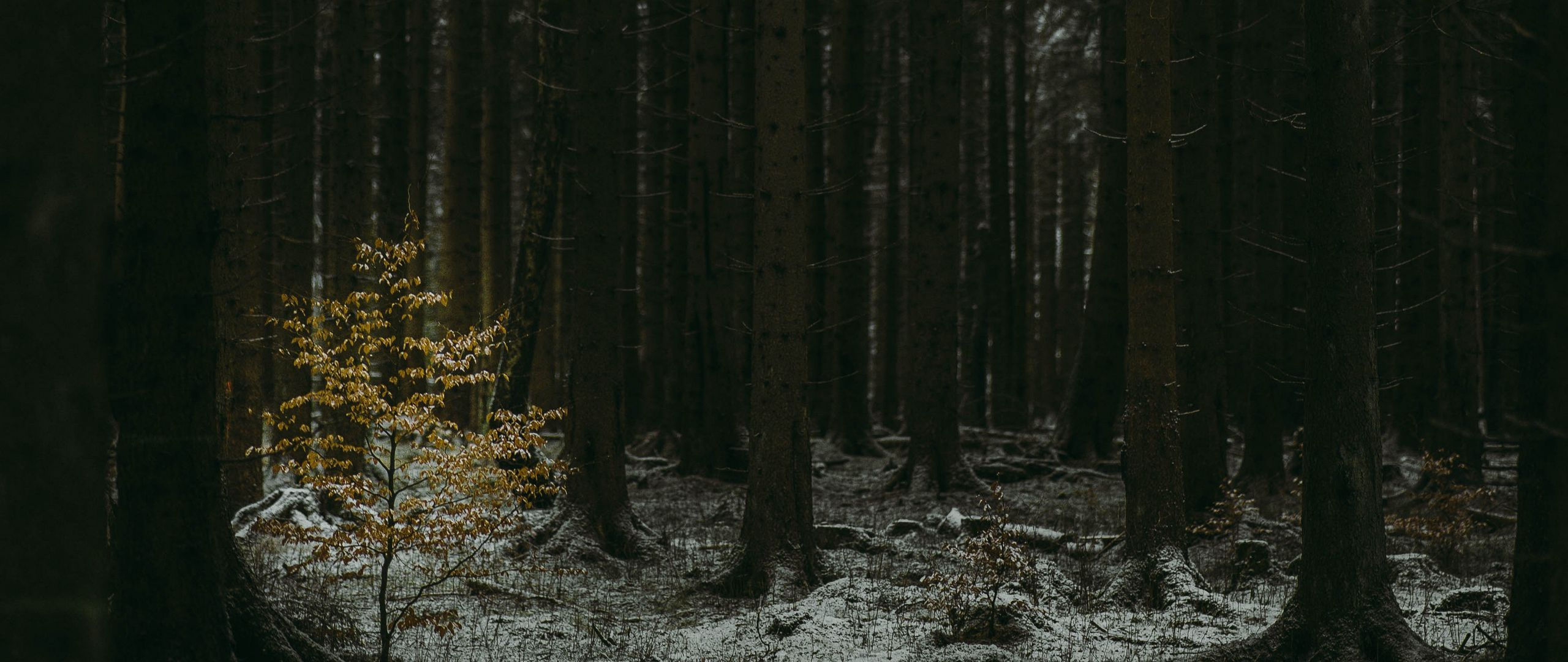 Wallpaper #KX2d9I4Bnwiau_P6pxCG44 Dark Winter Forest Wallpapers 4K HD Dark Winter Forest Backgrounds
