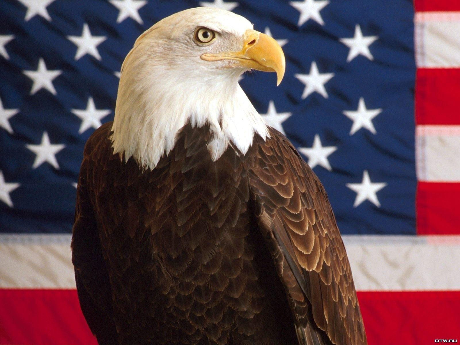 Wallpaper #6ef95 11209 Gier Eagle Images Stock Photos Vectors Shutterstock