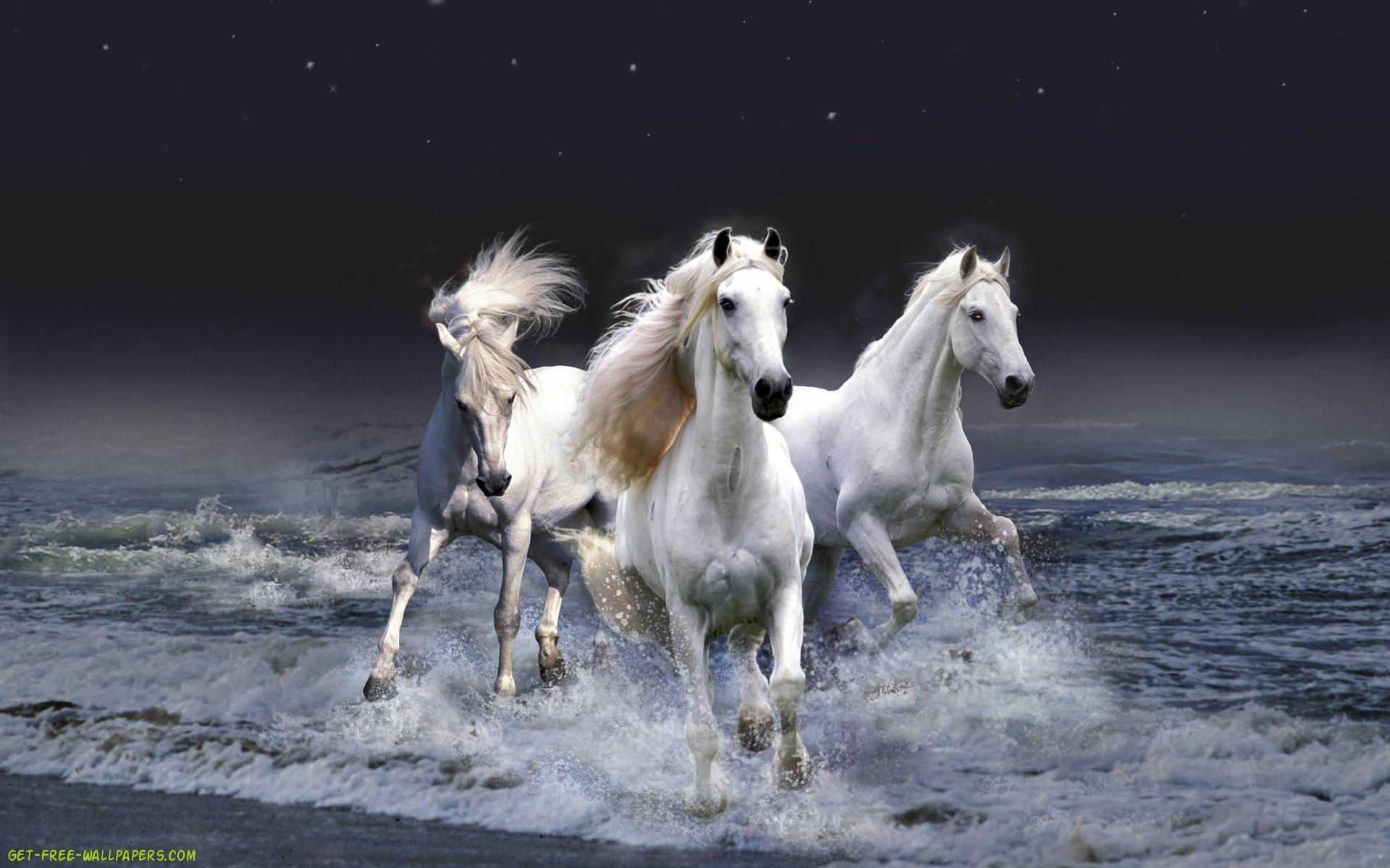 Wallpaper #Ln1h8I4Bnwiau_P6-Aaj41 Free Horse Screensavers and Wallpapers Wallpaper Cave