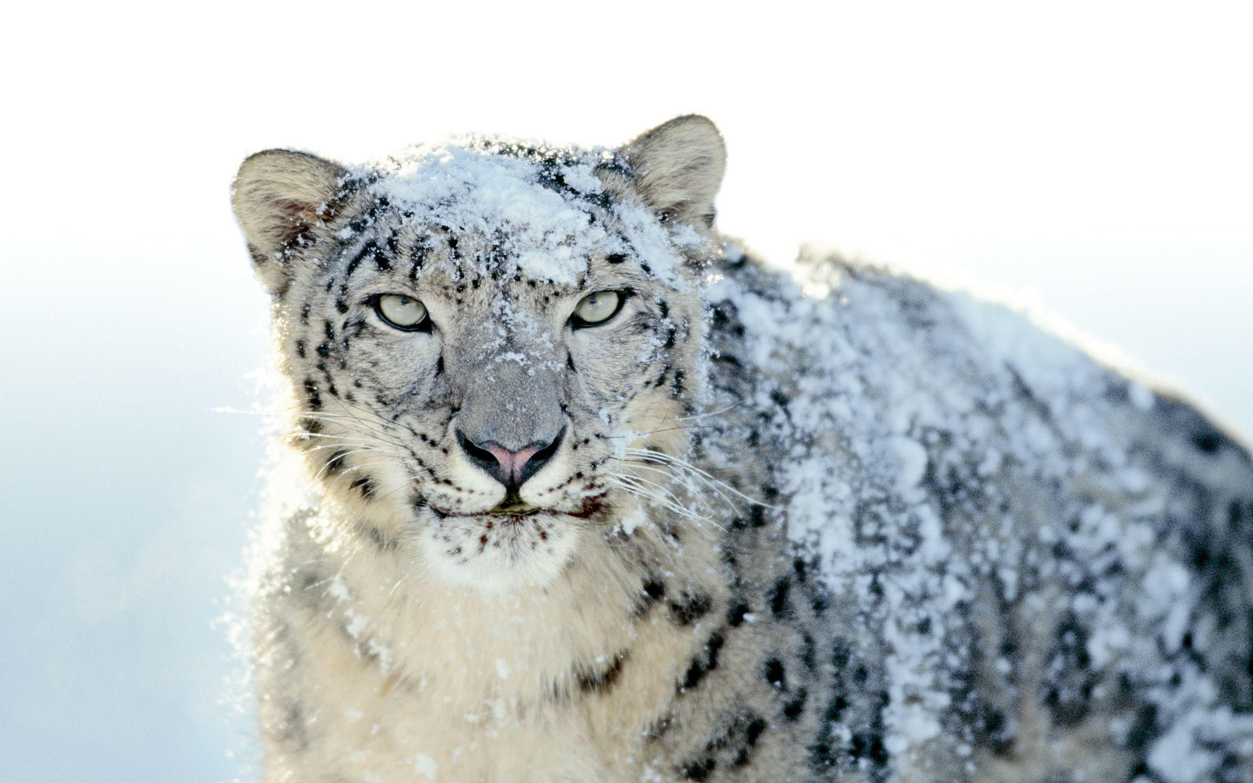 Wallpaper #WGjzIpMBSpphPi3-kzTY38 Mac Os X Snow Leopard Wallpaper 4K Dengan Santai