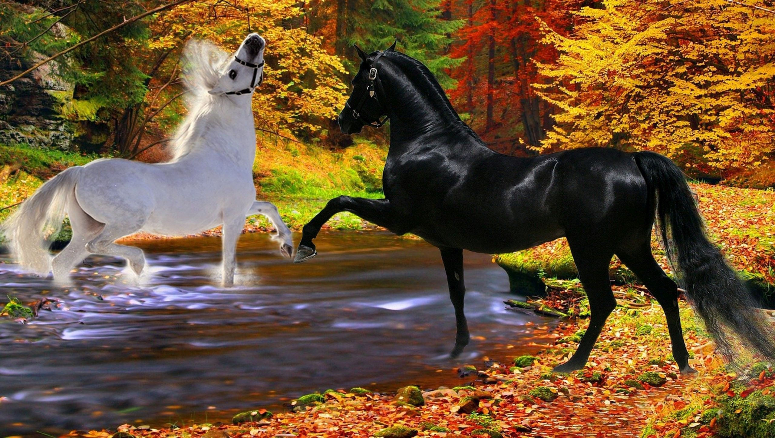 Wallpaper #HWdNCpMBSpphPi3-pNQH147 Fall Horses Wallpapers Wallpaper Cave