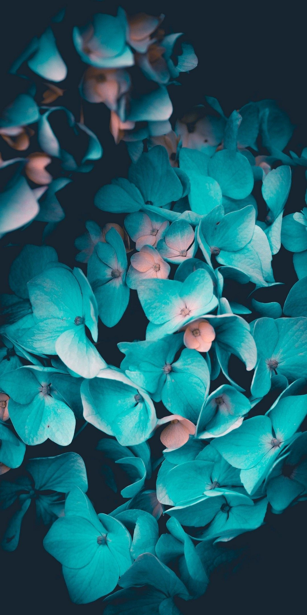 Wallpaper #zGhWIpMBSpphPi3-CTJk27 Teal Flowers Wallpapers Wallpaper Cave