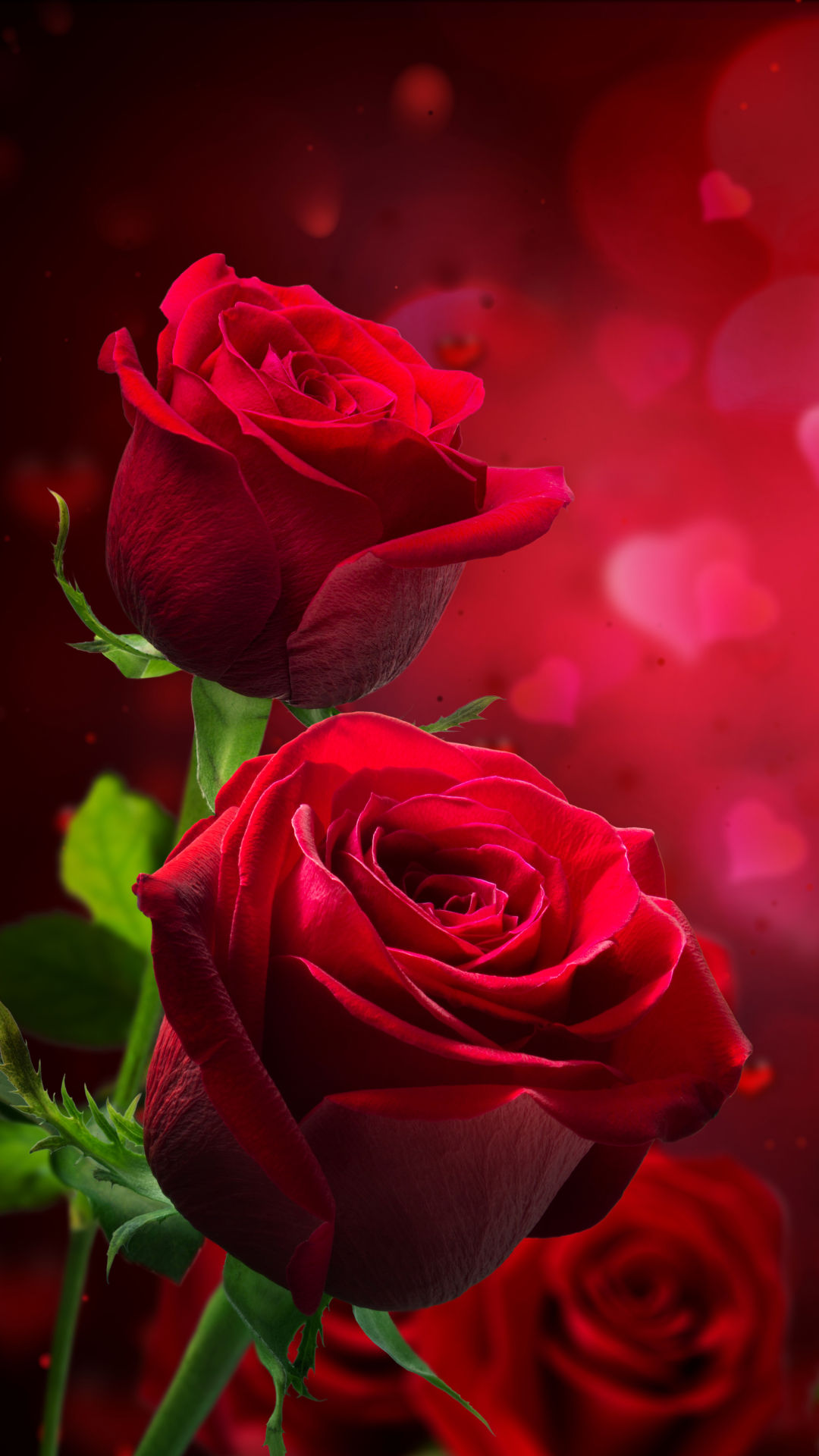 Wallpaper #umhUIpMBSpphPi3-VDJ0189 Red Rose with Droplets Flower Phone