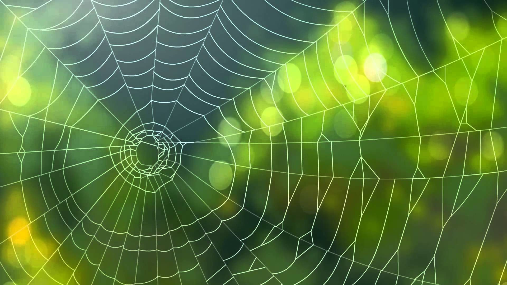 Wallpaper #sBmPEo8BtGB6xQ78TGM056 Web Picture 30 Astonishing Photographs of Spider Webs Youll Find a