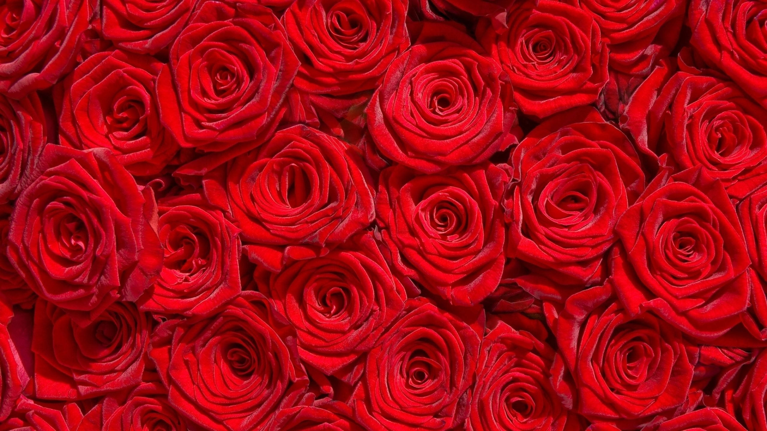 Wallpaper #umhUIpMBSpphPi3-VDJ0221 Red Rose Wallpaper 68 Pictures