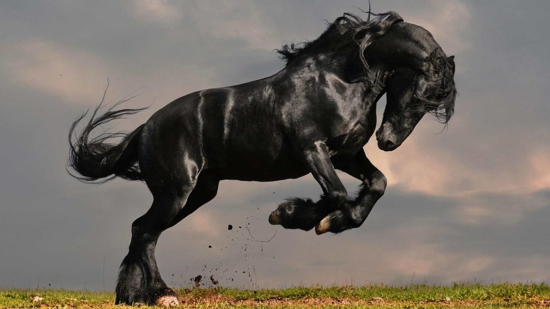 Wallpaper #-x2ULJMBlOZrFDOkz8qk67 Horse Arabian Horse Fresh Black Horse 1080p HD Animals