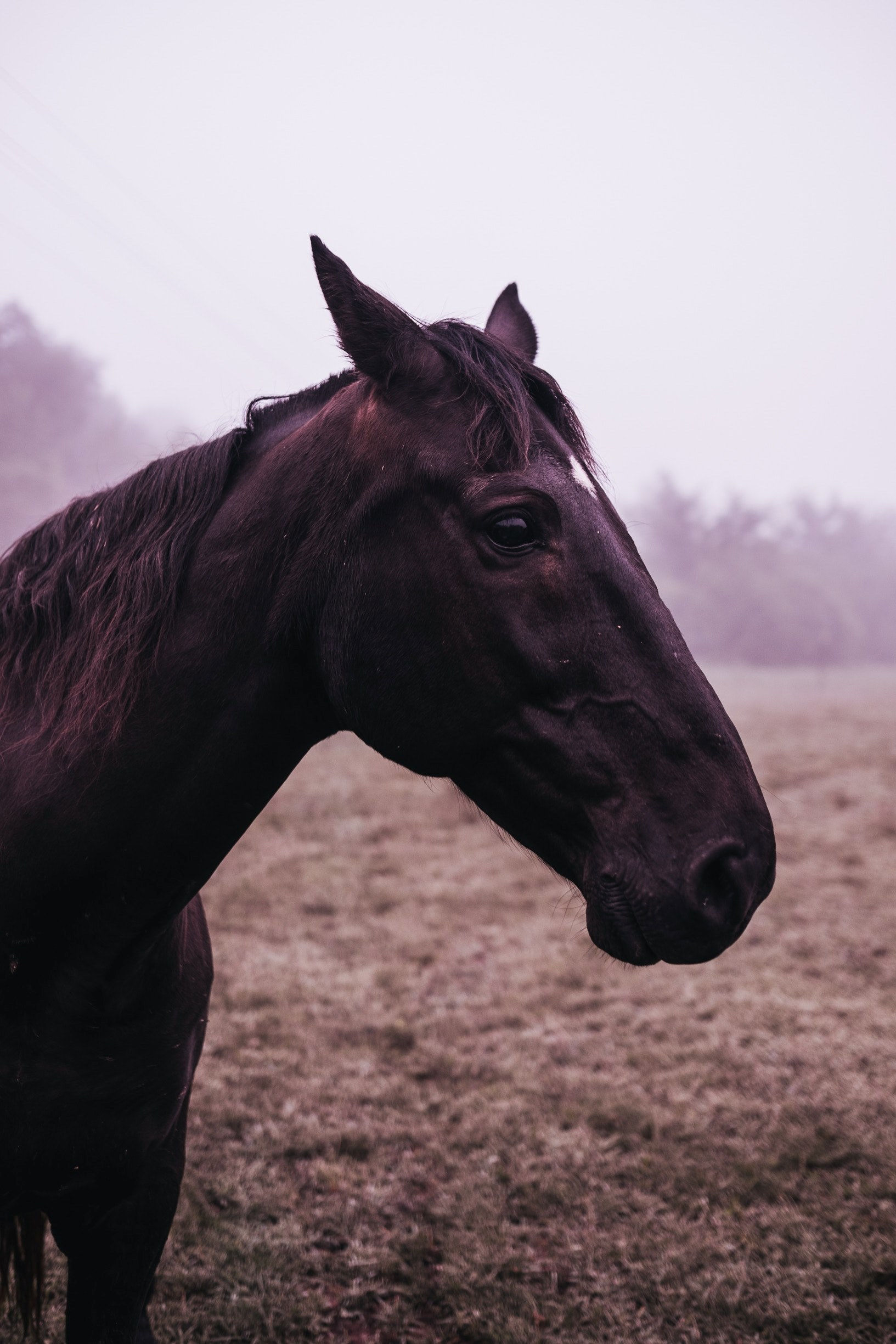 Wallpaper #LH1h8I4Bnwiau_P6ewav57 Wallpaper Id 253148 Close Up of a Black Horses Head with a Pasture