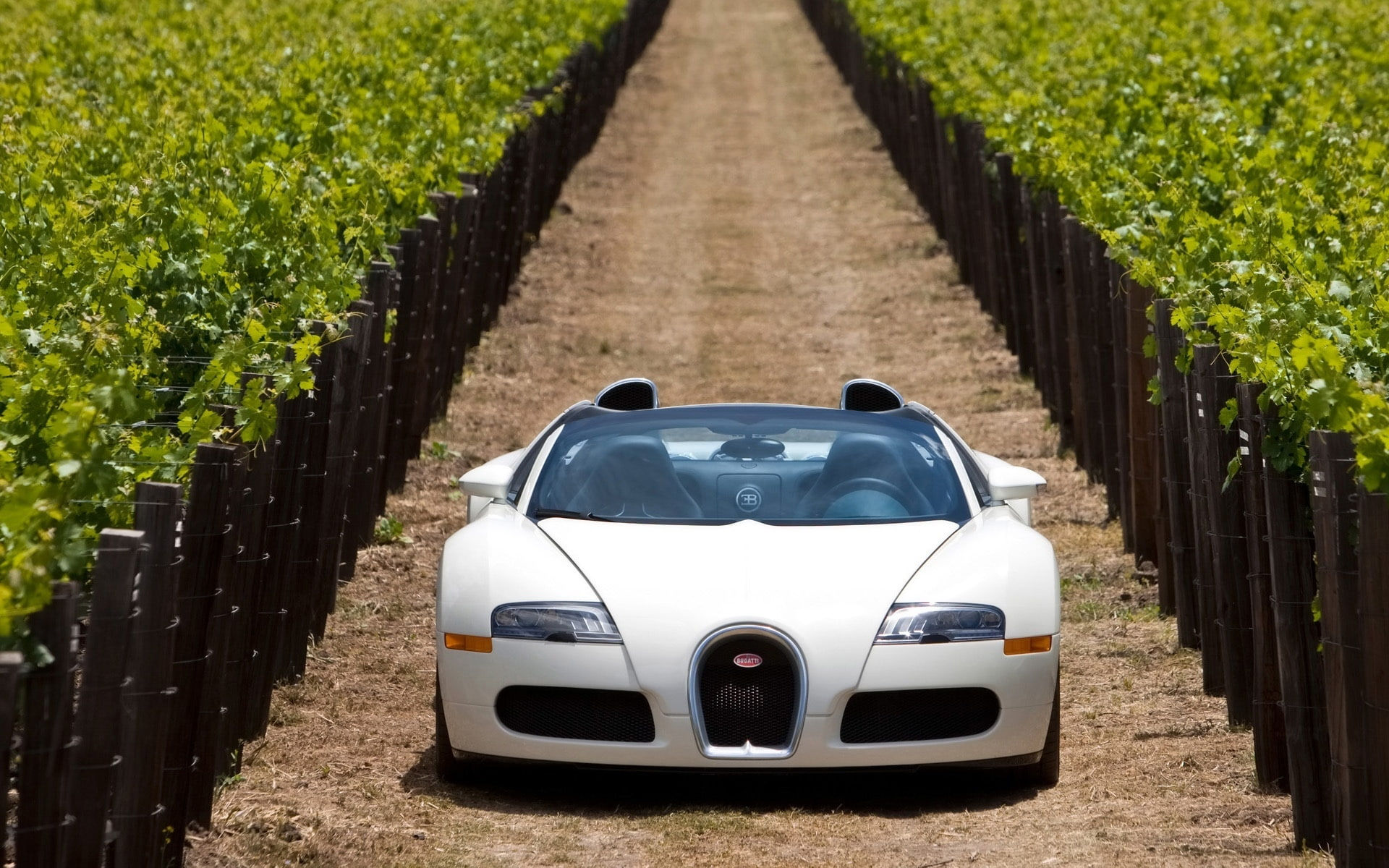 Wallpaper #Z1hnNJMBzN9vxX34lDyA145 Front Sports Veyron Car Valley White Bugatti Veyron White