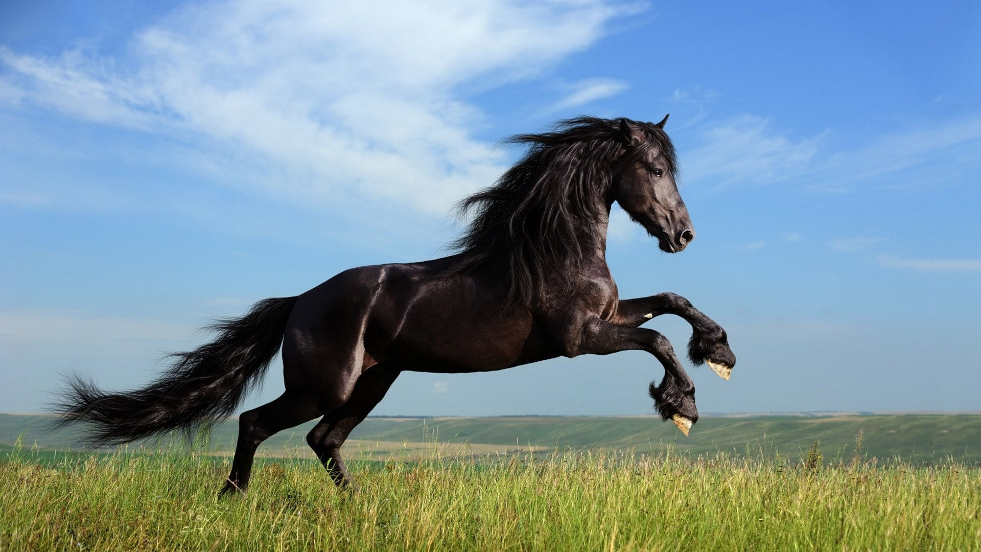 Wallpaper #bWfaEpMBSpphPi3-4_0h207 Stallion Black Cavalo Beauty Caballo Horse Animals HD Wallpaper