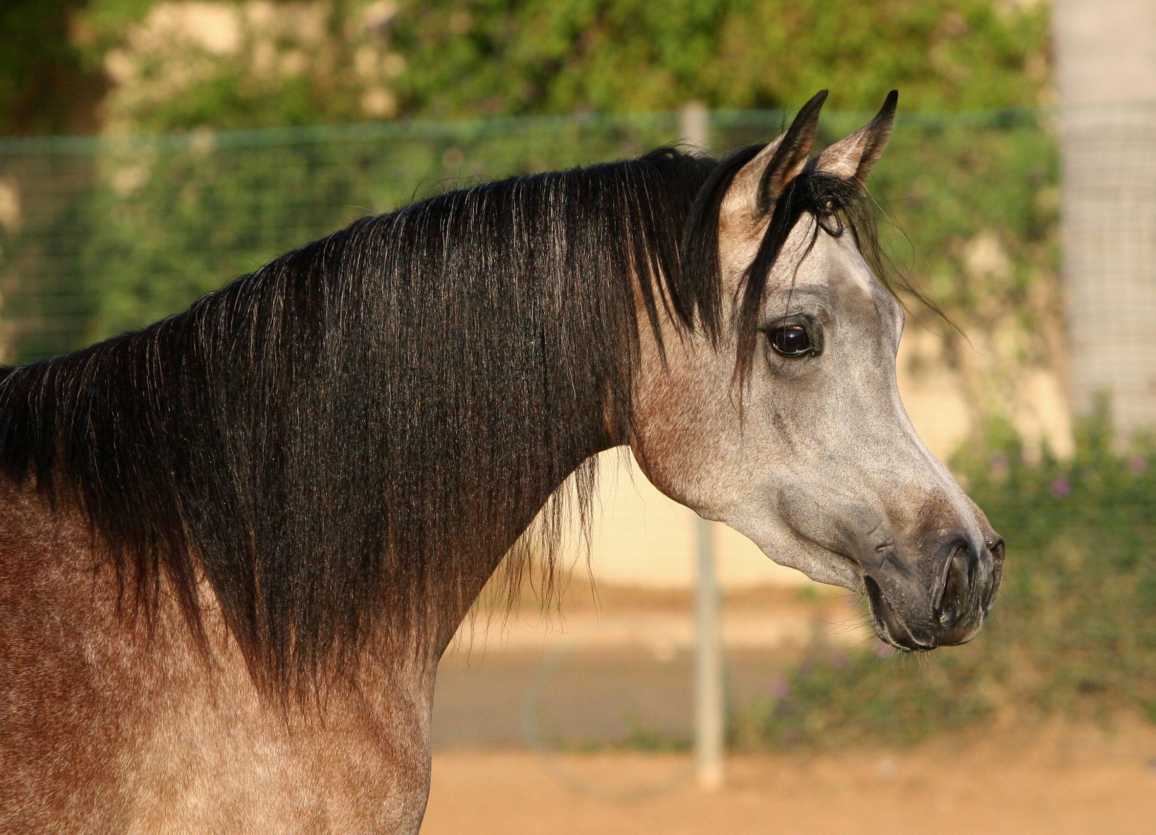 Wallpaper #-x2ULJMBlOZrFDOkz8qk139 Horse Black Stallions I Luv Horses Nature 1080p Animals Arabian